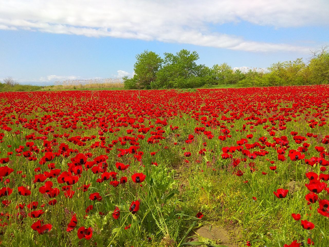 Страна гор (12/64)