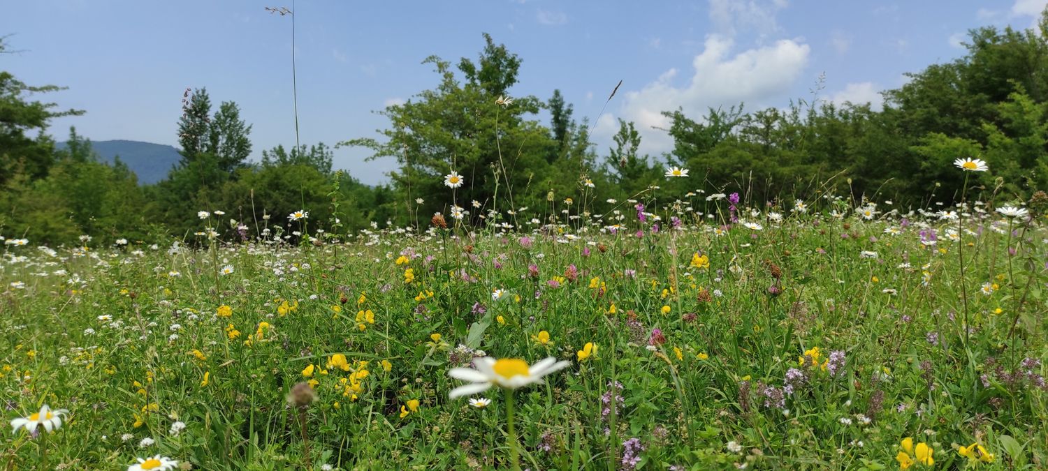 Горная Адыгея и Гуамское ущелье (20/50)