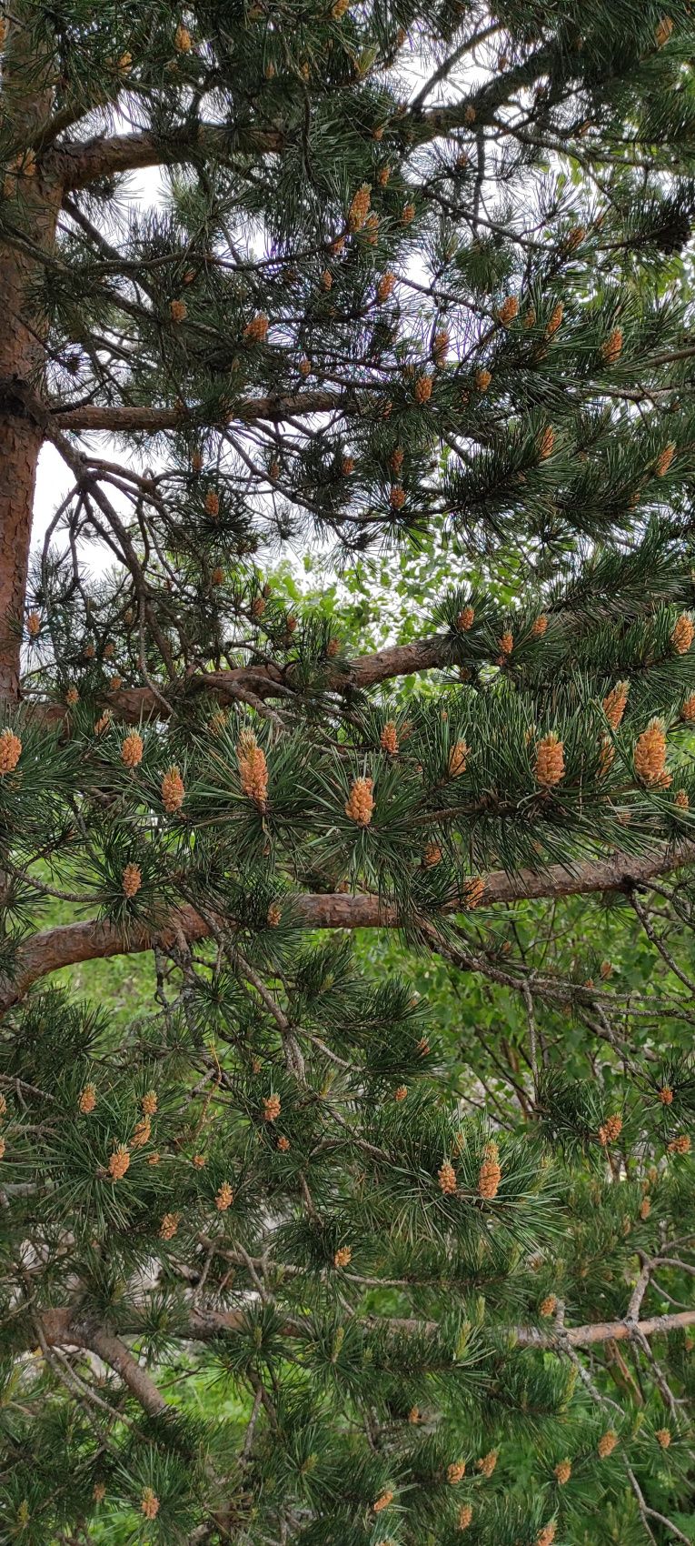 Горная Адыгея и Гуамское ущелье (19/50)