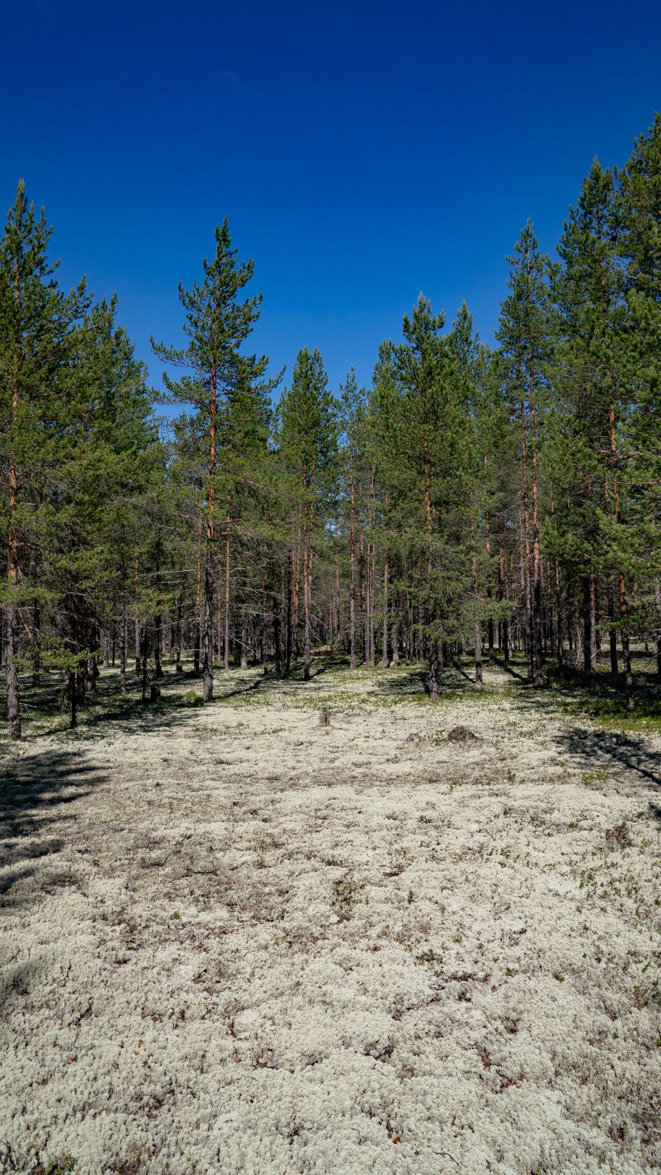 Рыбалка на хариуса в северных реках. Группы до 5 человек (21/48)