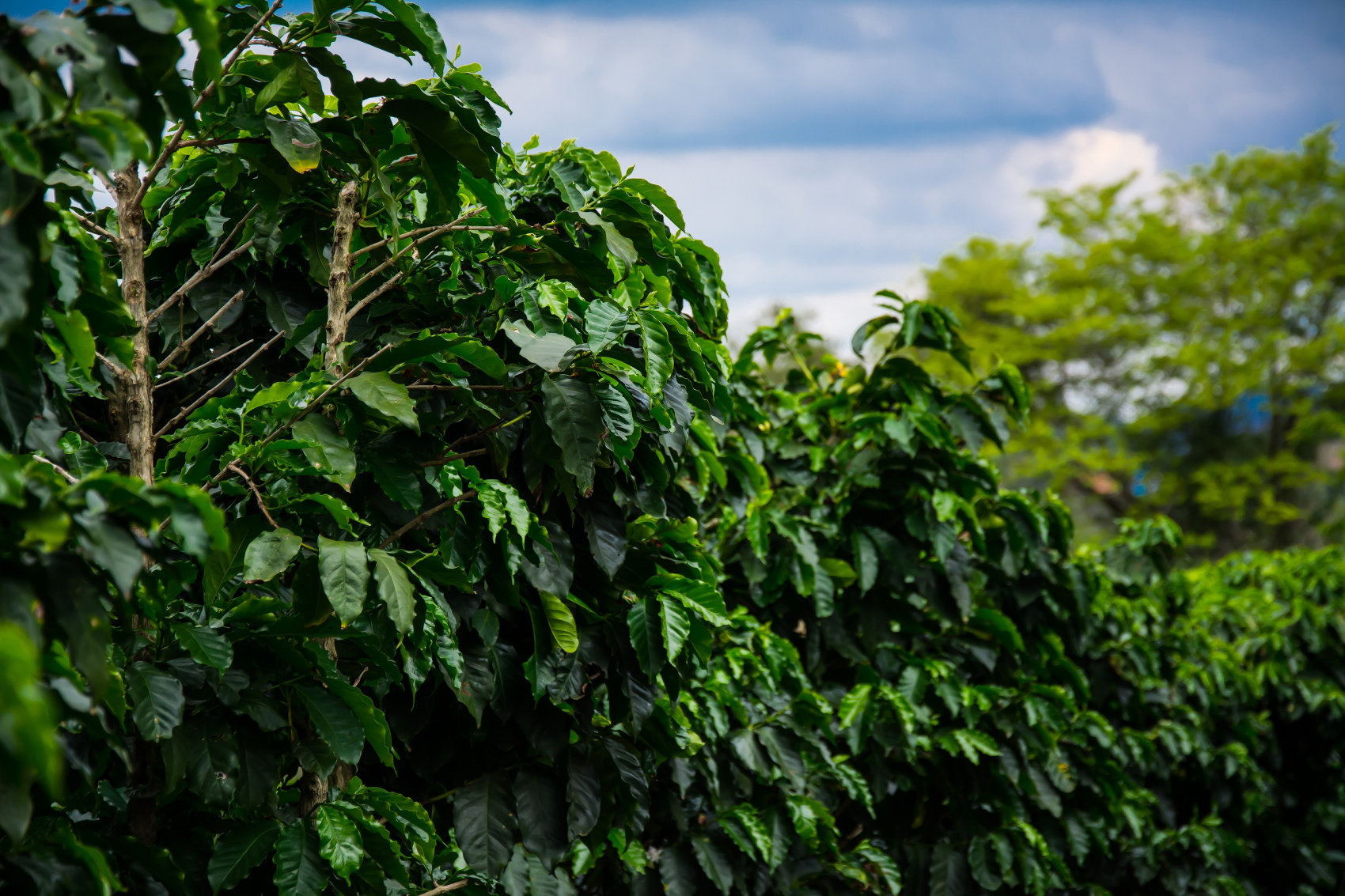 ВМЕСТЕ В БРАЗИЛИЮ! ТОП ВПЕЧАТЛЕНИЙ!(УЖЕ ВКЛЮЧЕНЫ АВИАБИЛЕТЫ ПО ПРОГРАММЕ) (17/51)