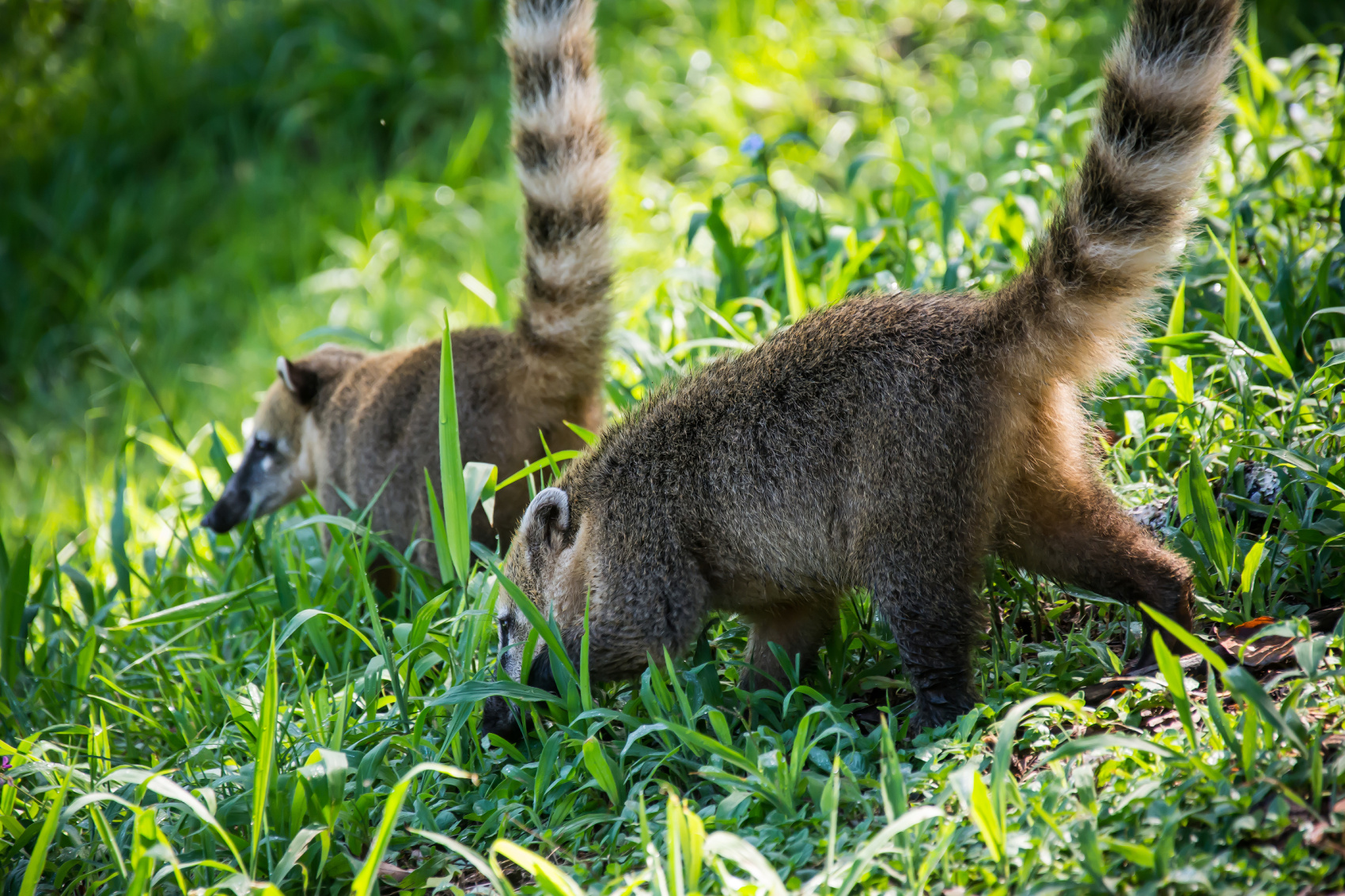 ВМЕСТЕ В БРАЗИЛИЮ! ТОП ВПЕЧАТЛЕНИЙ!(УЖЕ ВКЛЮЧЕНЫ АВИАБИЛЕТЫ ПО ПРОГРАММЕ) (19/51)