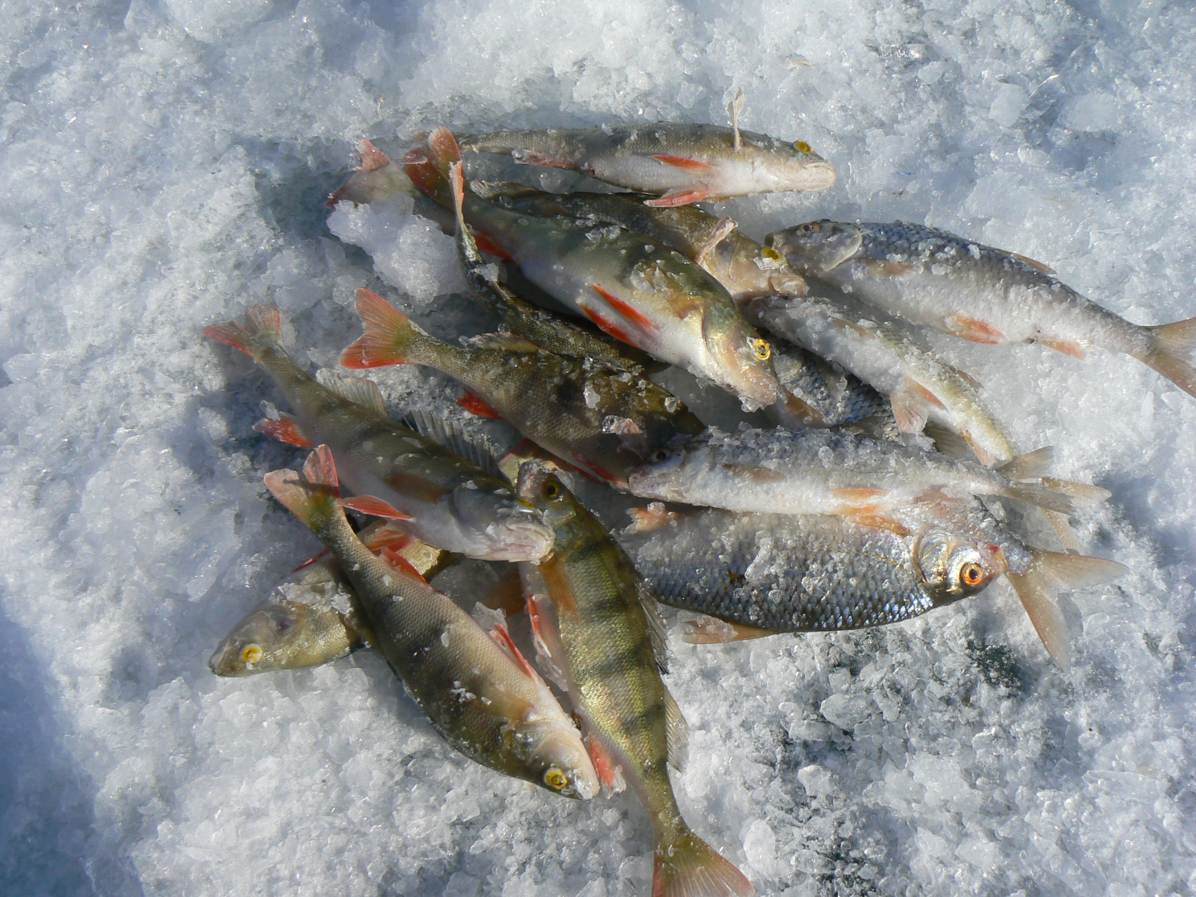 Авторский Байкал: Лед, Драйв, Отрыв!  Джипы, Хивус, Квадроциклы, Трэкол, буханка (26/83)