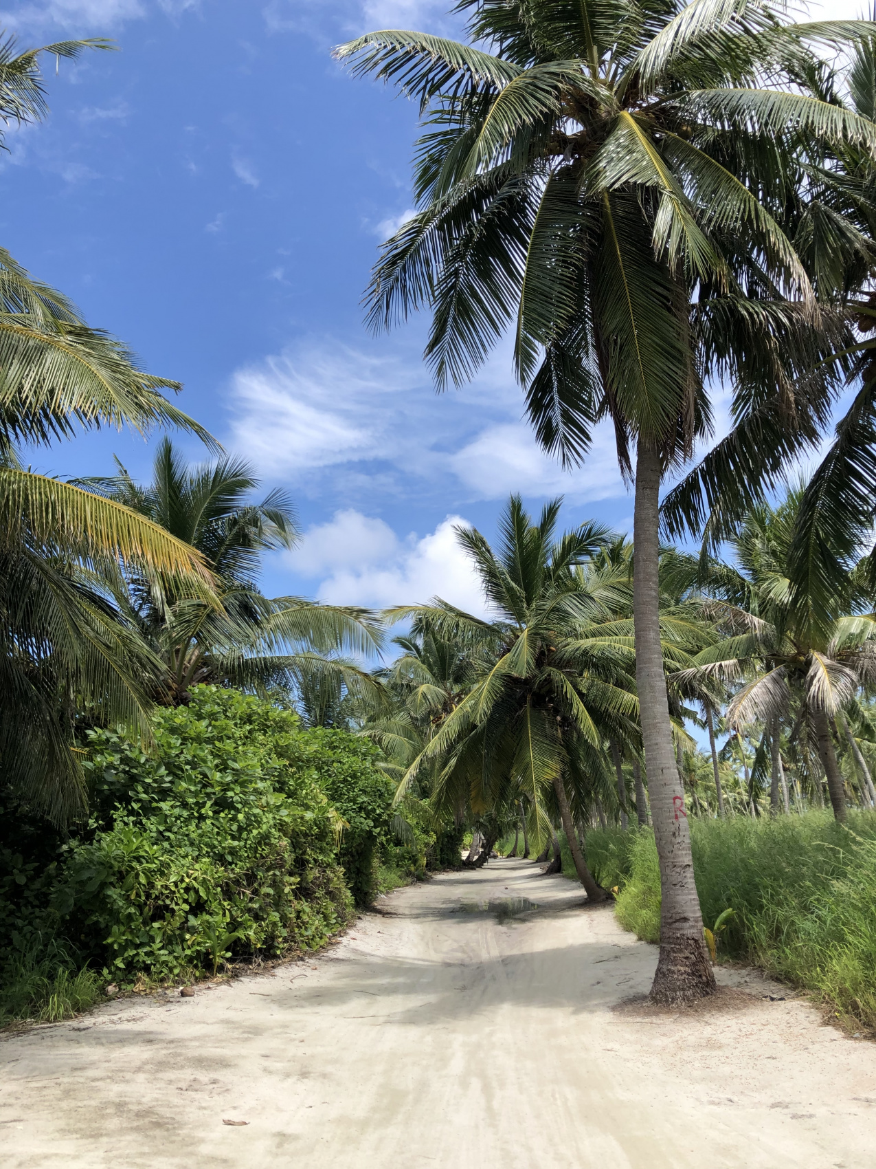 Доступные Мальдивы (все включено) (12/35)