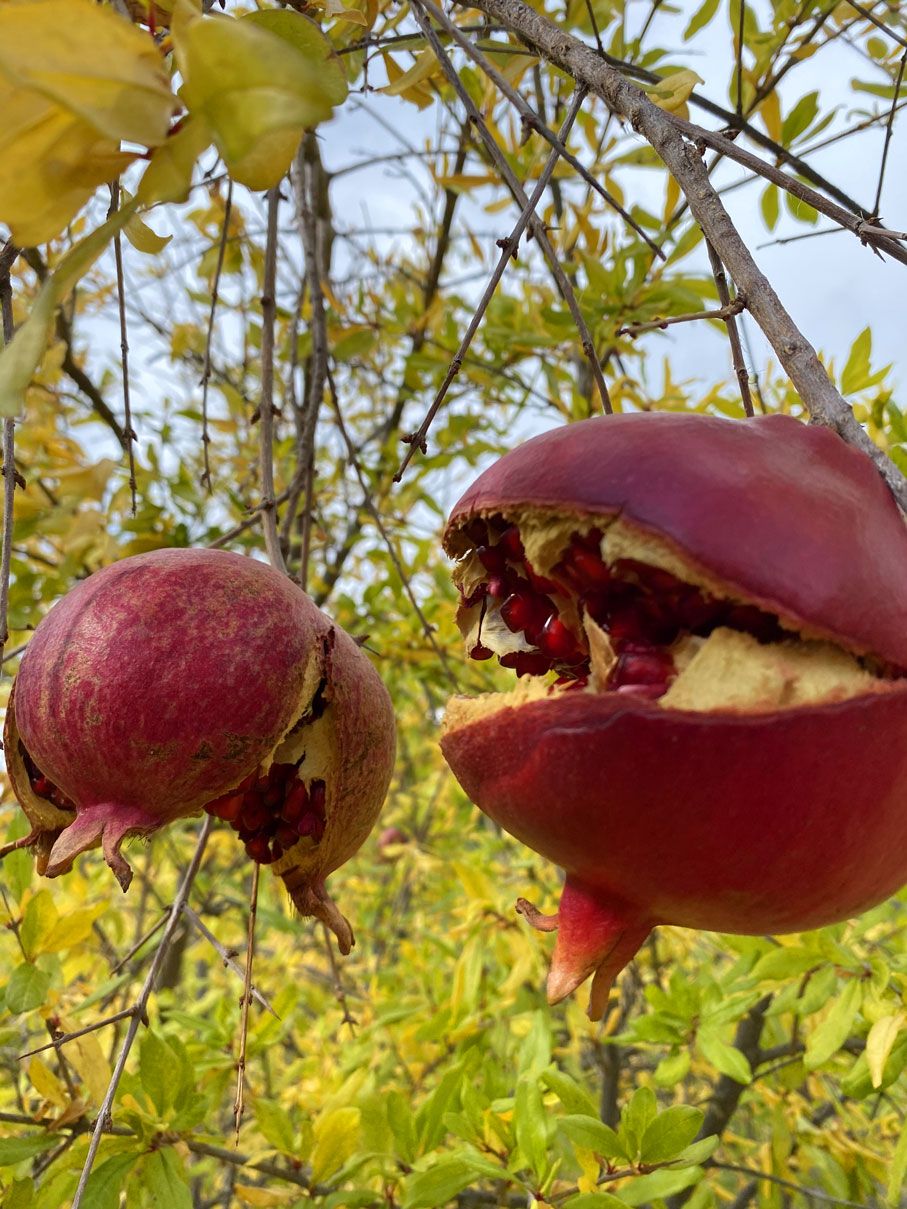 Поход по Ликийской тропе. Восточная часть. (8/22)