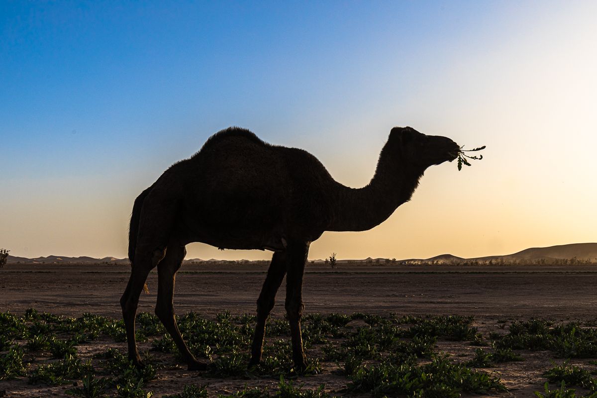 Три стихии: океан, пустыня и горы (из Касабланки) (3/39)