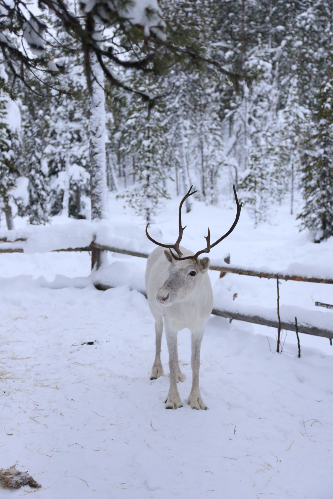 Кольский полуостров: охота за северным сиянием (3/19)