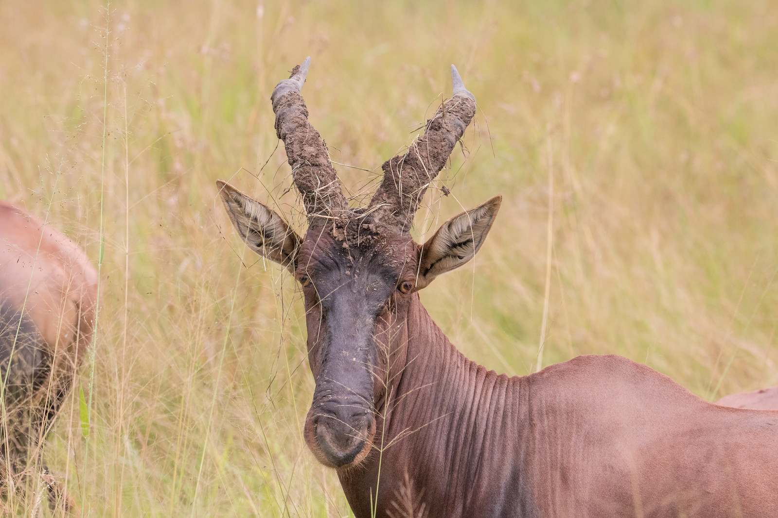 Трехдневное сафари на водопаде Мерчисон: поиски Большой пятерки (6/16)