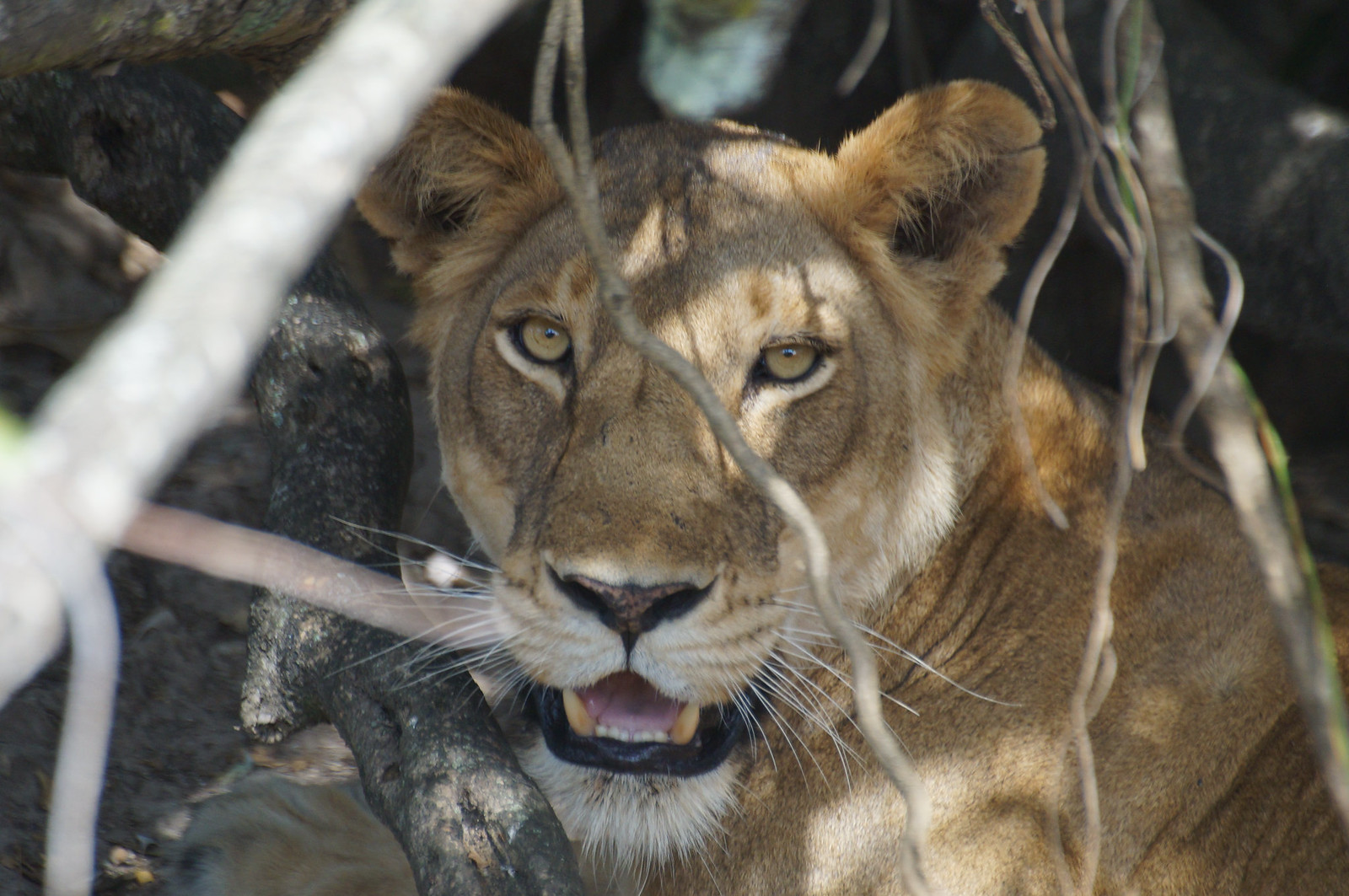 Трехдневное сафари на водопаде Мерчисон: поиски Большой пятерки (8/16)