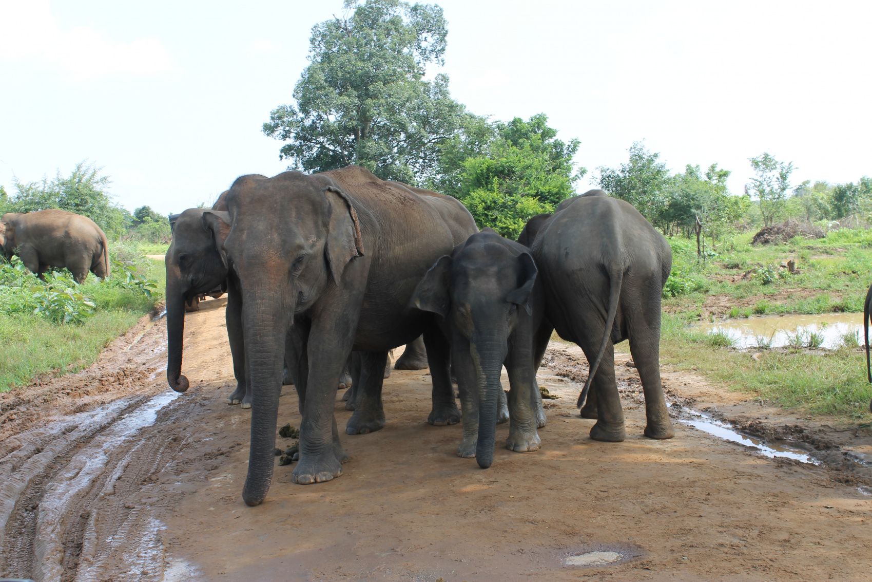 Шри-Ланка- слоны и не только! Из аэропорта вглубь страны