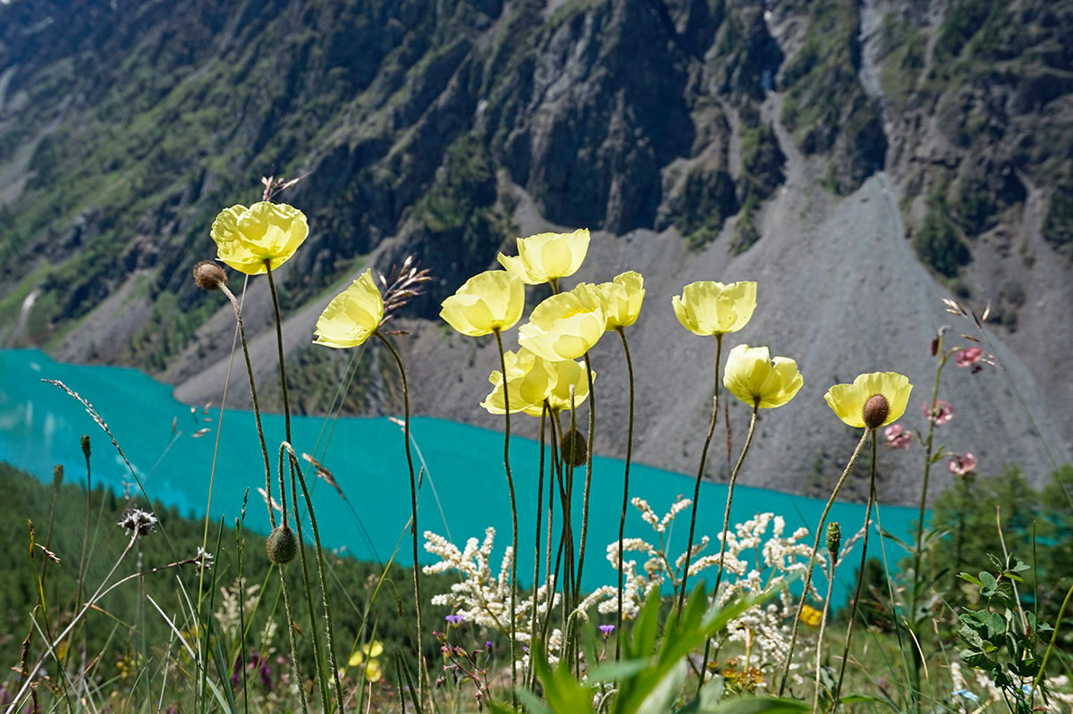 Шавлинское зазеркалье, пеший поход с вьючными лошадьми. (15/76)