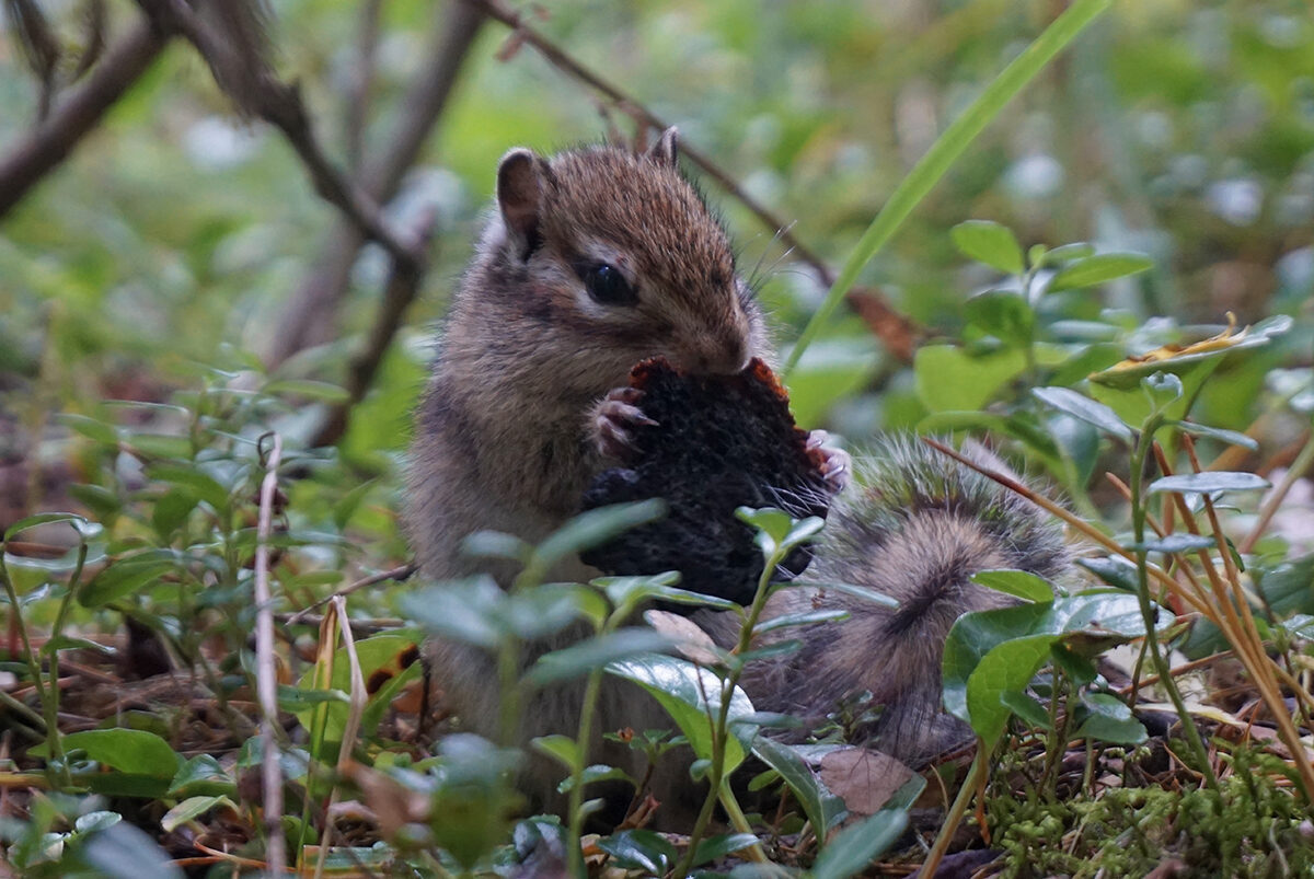 Шавлинское зазеркалье, пеший поход с вьючными лошадьми. (14/76)