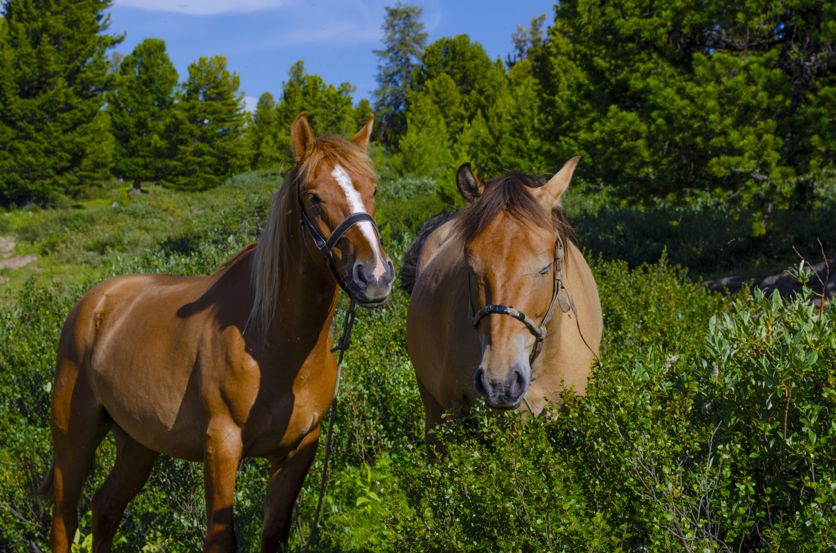 Треккинг к Шавлинским озерам c конным сопровождением (23/88)