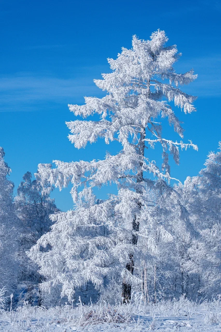 Горнолыжный Алтай - Шерегеш (12/31)