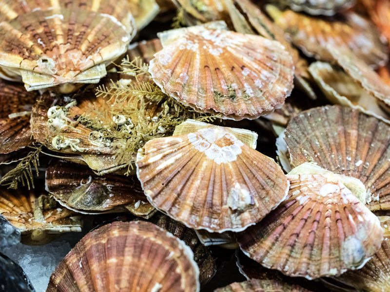 В Поисках Китов: Мурманск - г. Кола - Абрам мыс - Долина Славы - Териберка - Мурманск (20/29)