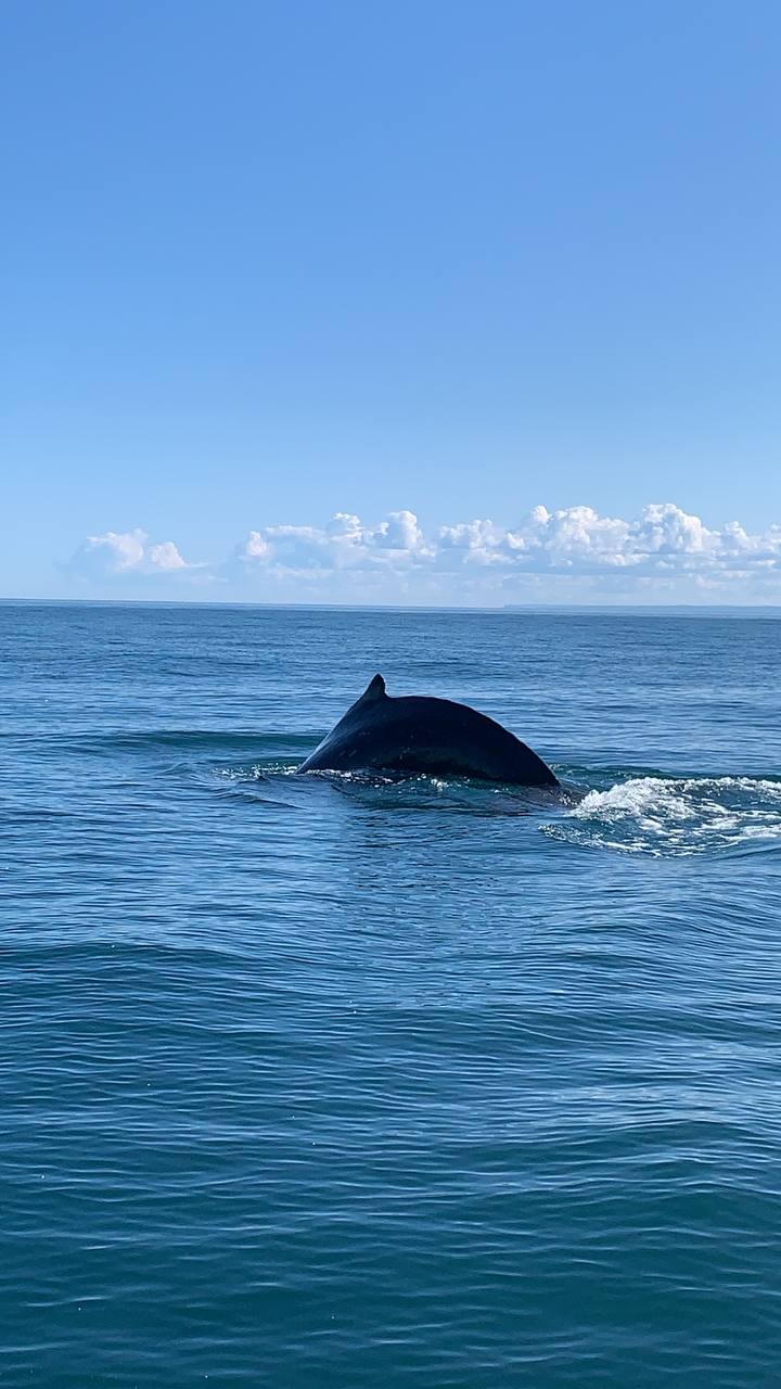 В Поисках Китов Лайт Маршрут: Мурманск - Териберка - Мурманск