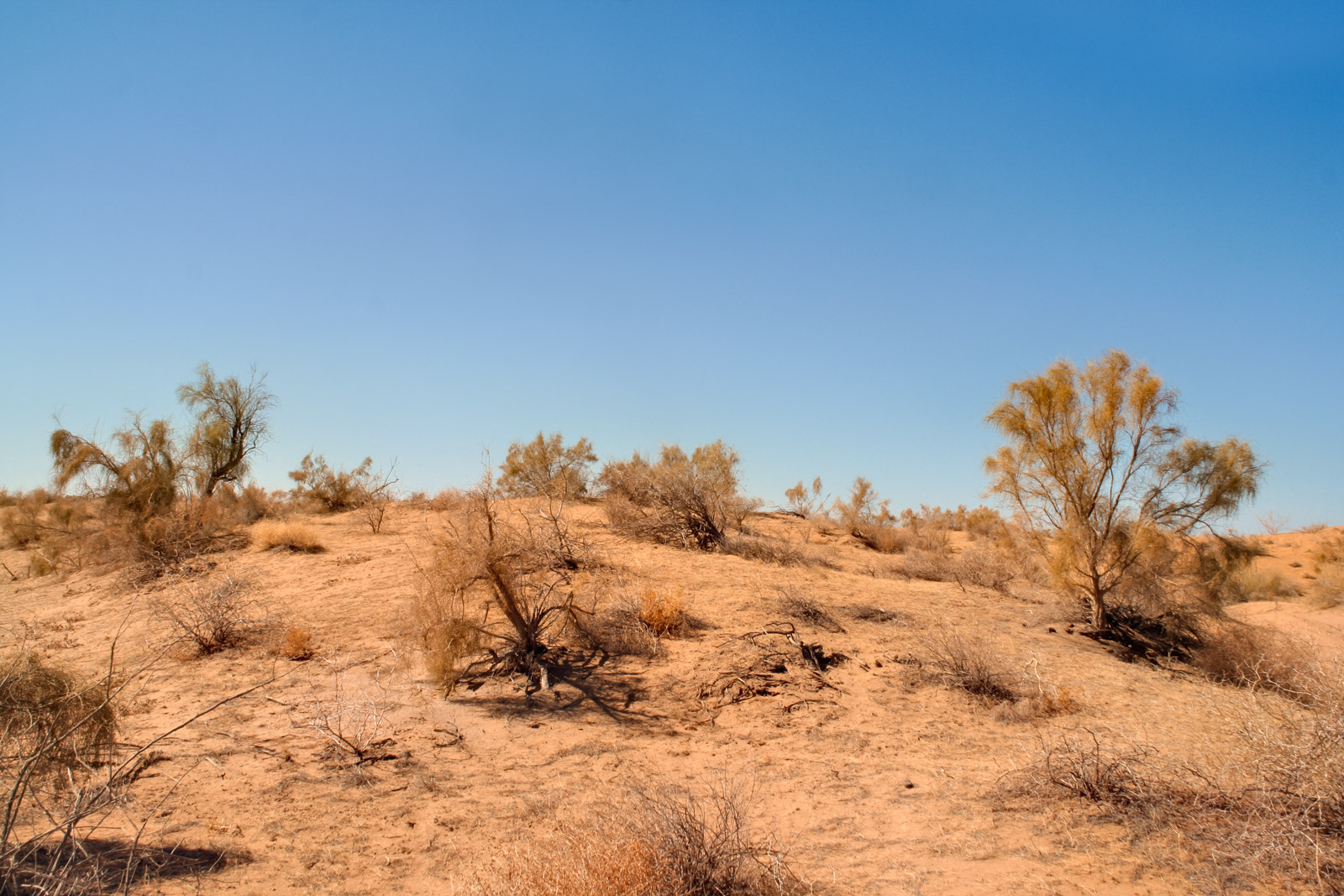 Гранд-Вояж по Узбекистану: Ташкент, Хива, Бухара, Самарканд и Гиждуван. (31/84)