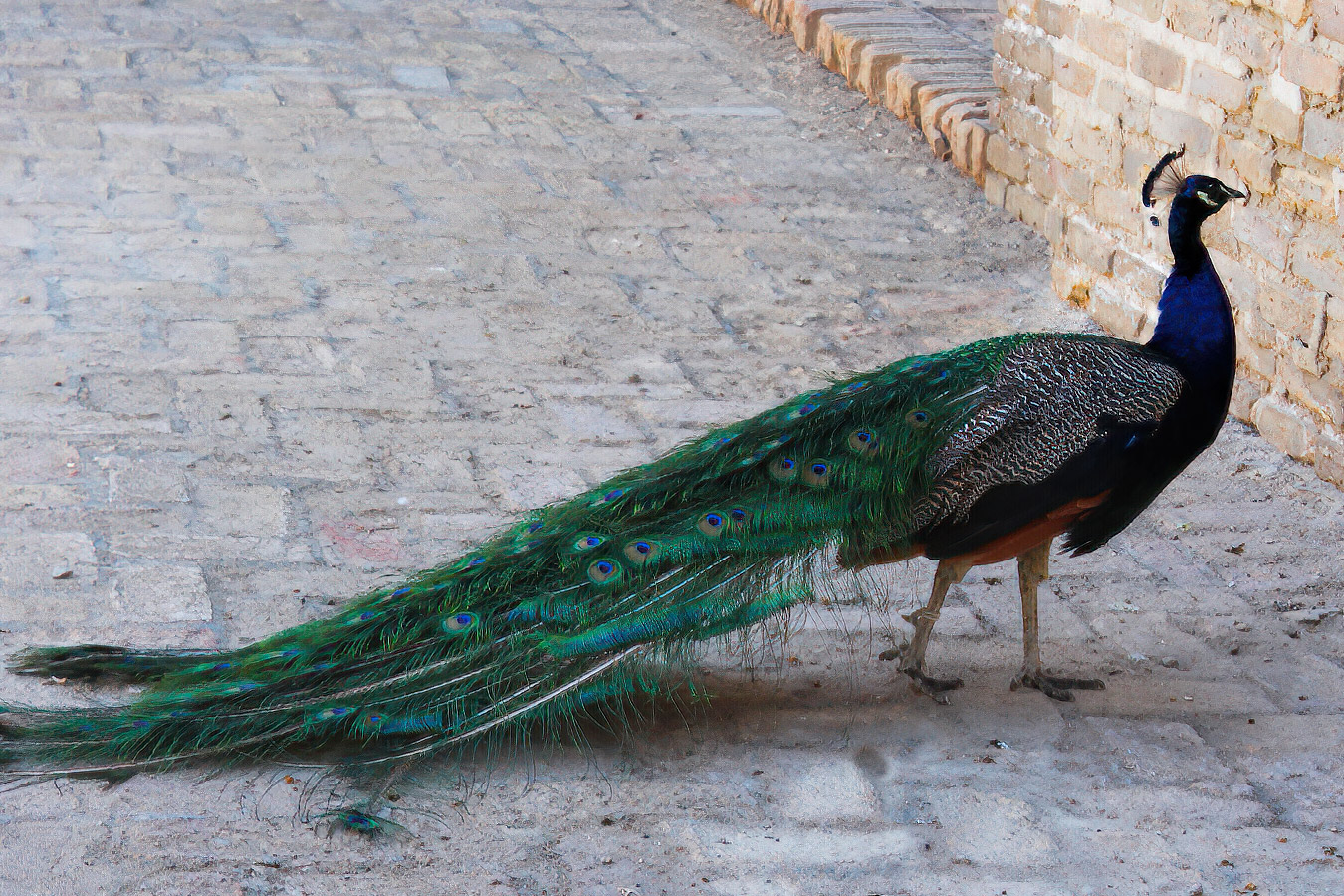 Имперские Города Эпохи Тамерлана: Ташкент, Самарканд, Бухара, Гиждуван. (50/73)