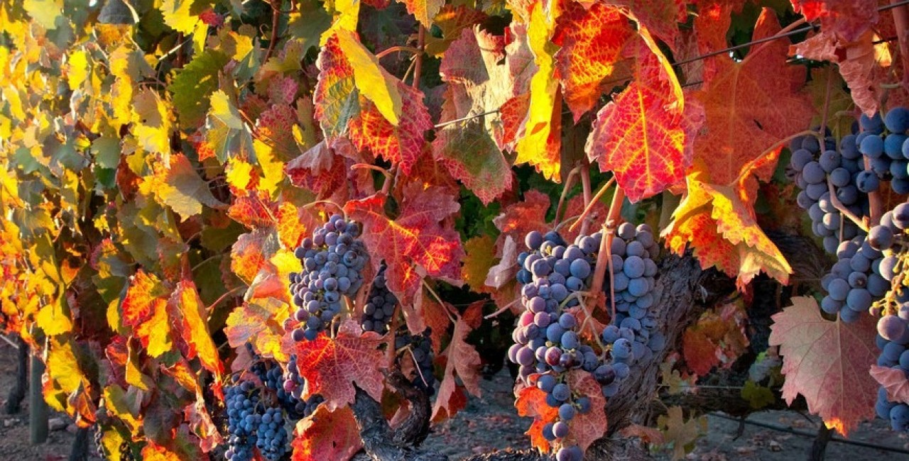 Осеннее солнце Армении (5/48)