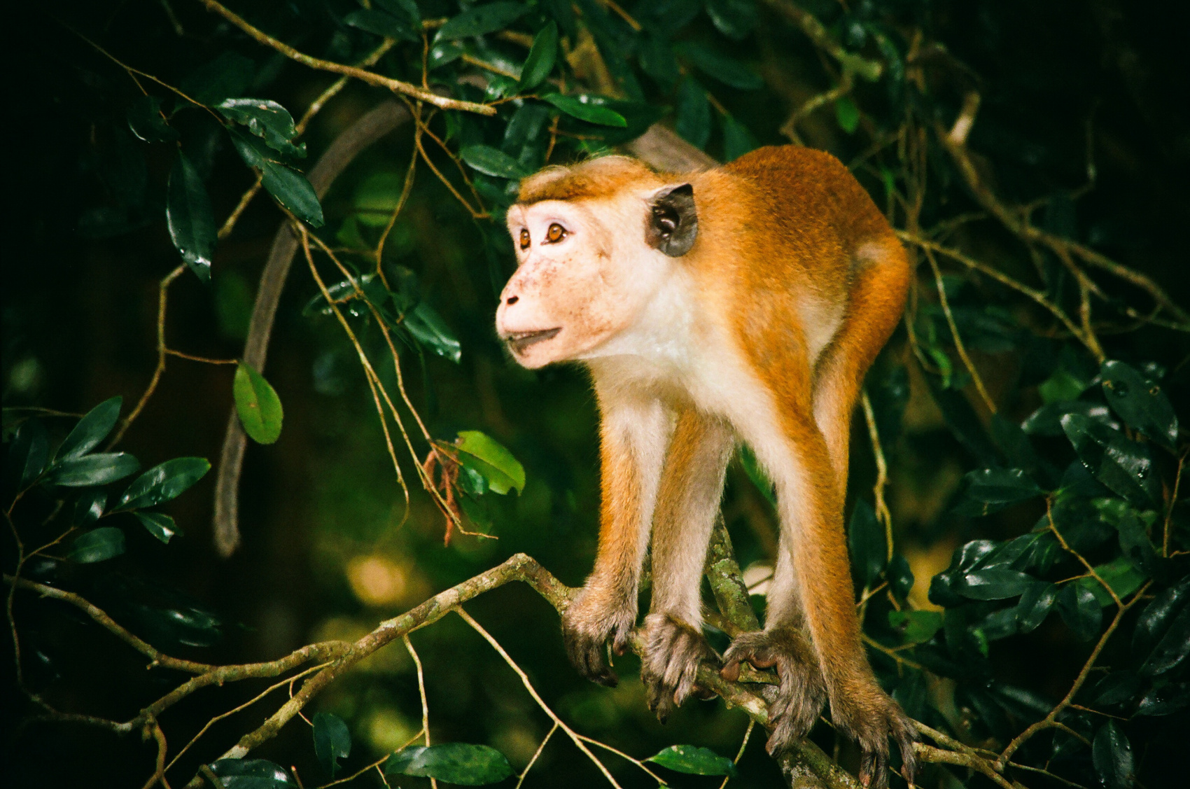 Экотрип на Шри-Ланку (5/86)