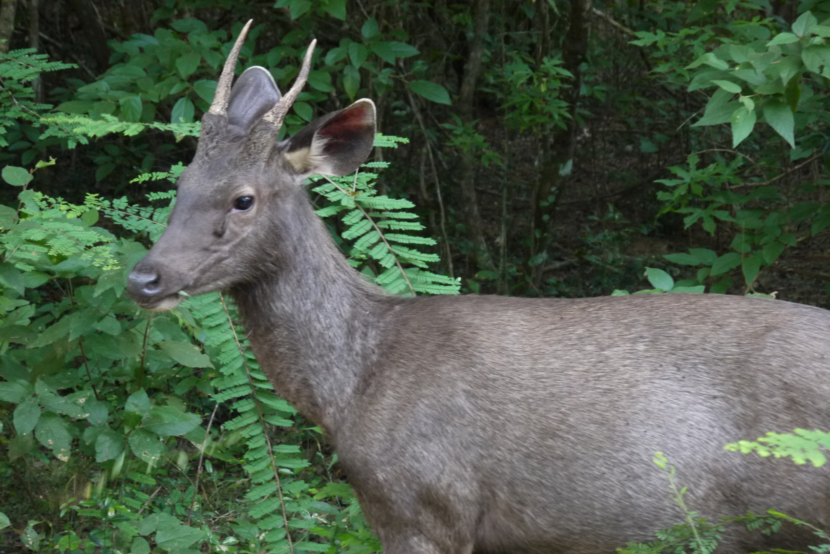 Экотрип на Шри-Ланку (6/86)