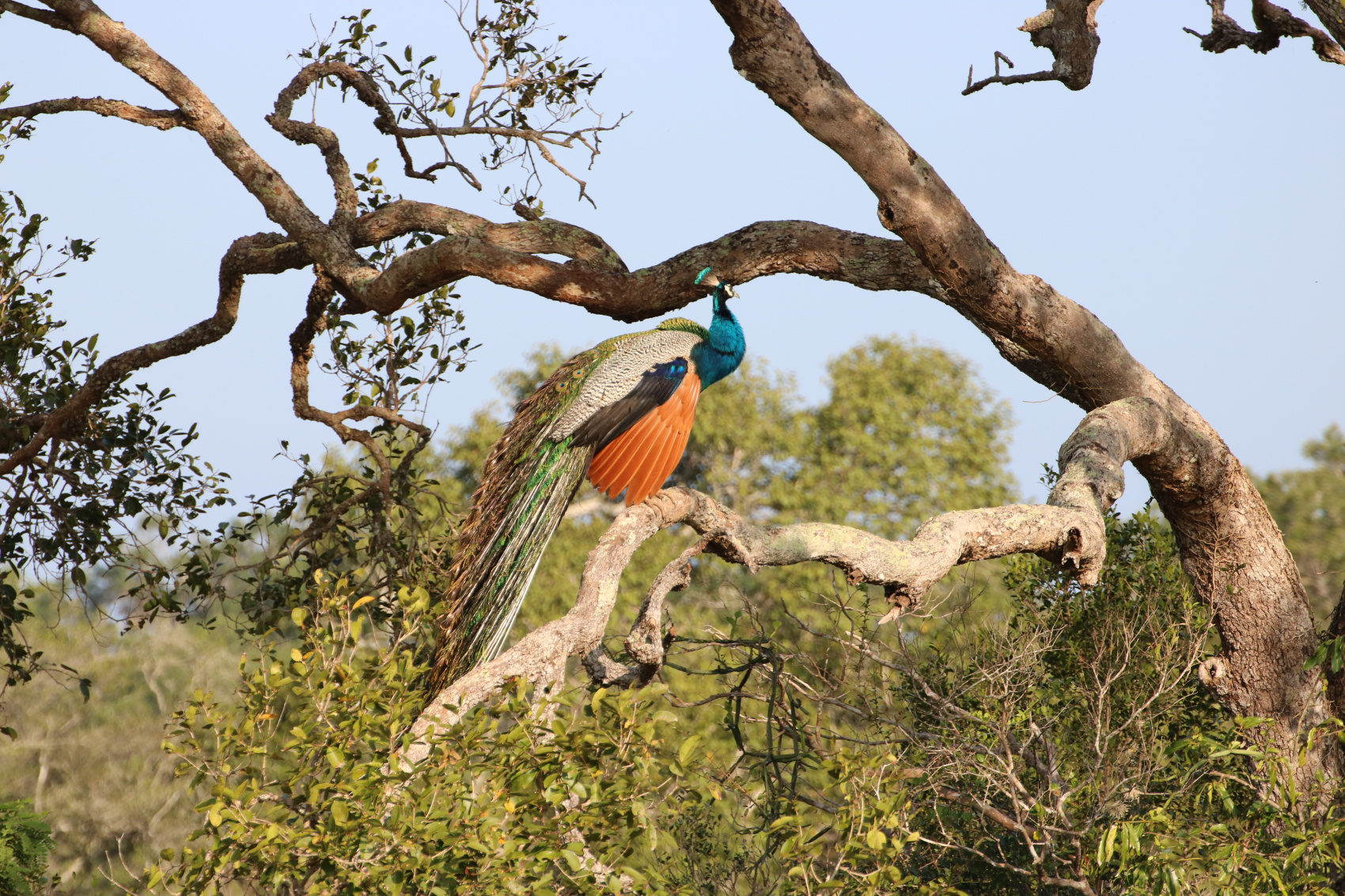 Экотрип на Шри-Ланку (17/86)