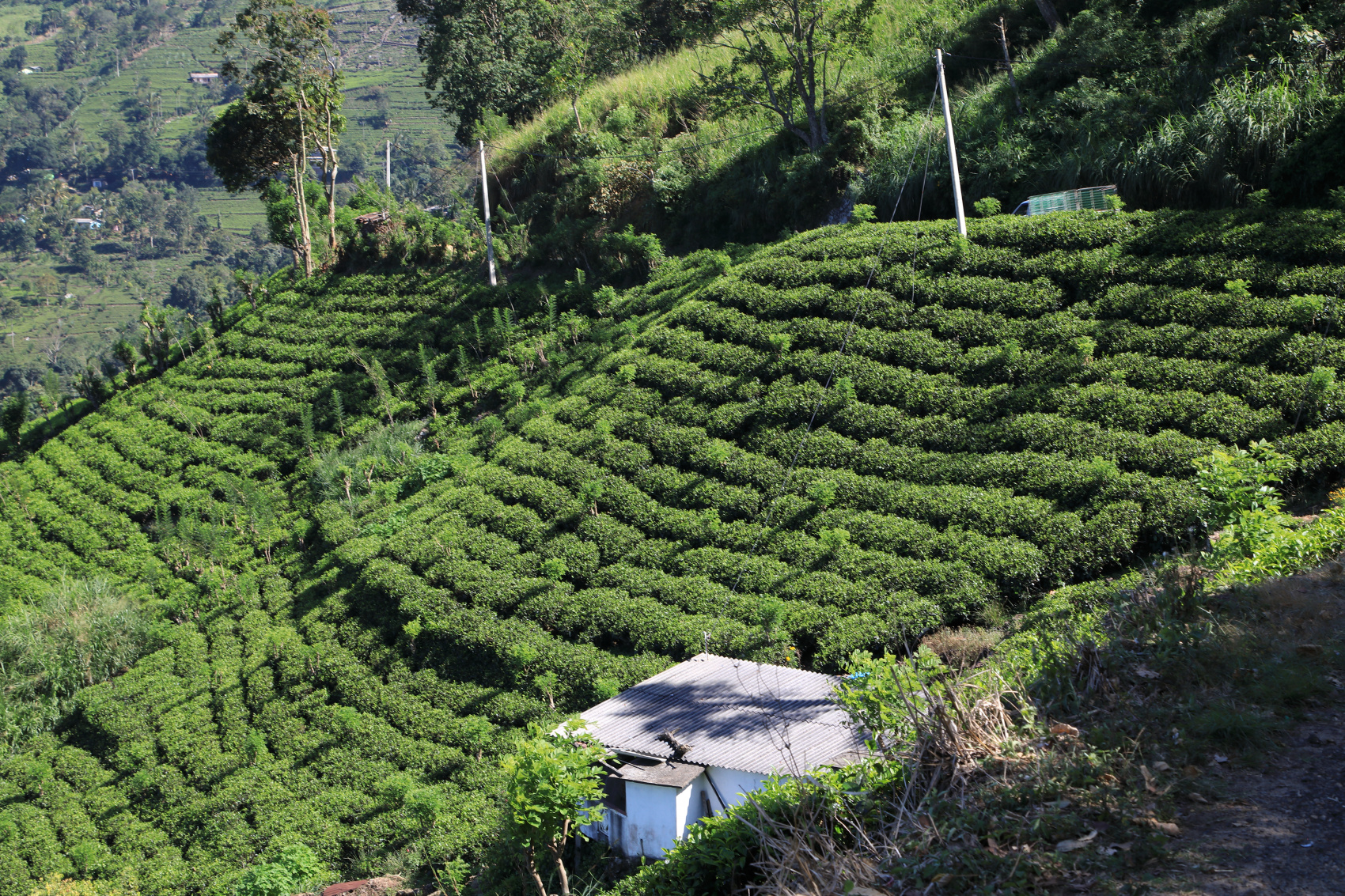 Экотрип на Шри-Ланку (49/86)