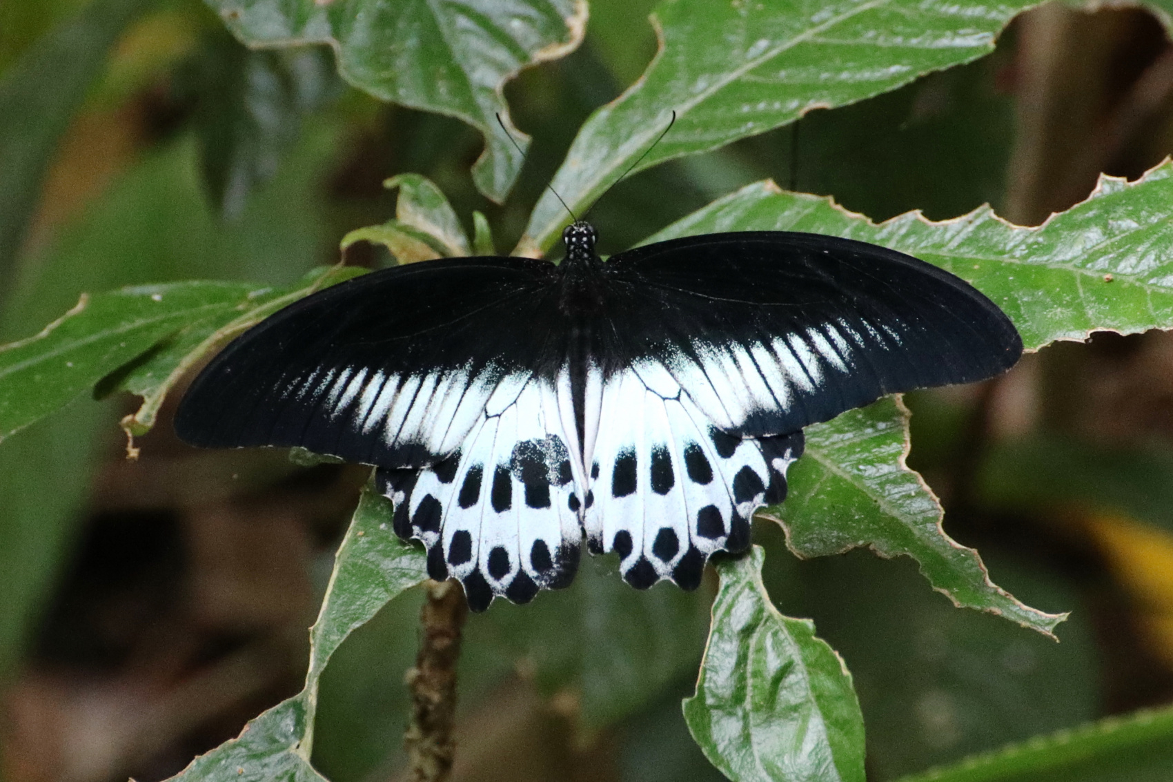 Экотрип на Шри-Ланку (33/86)