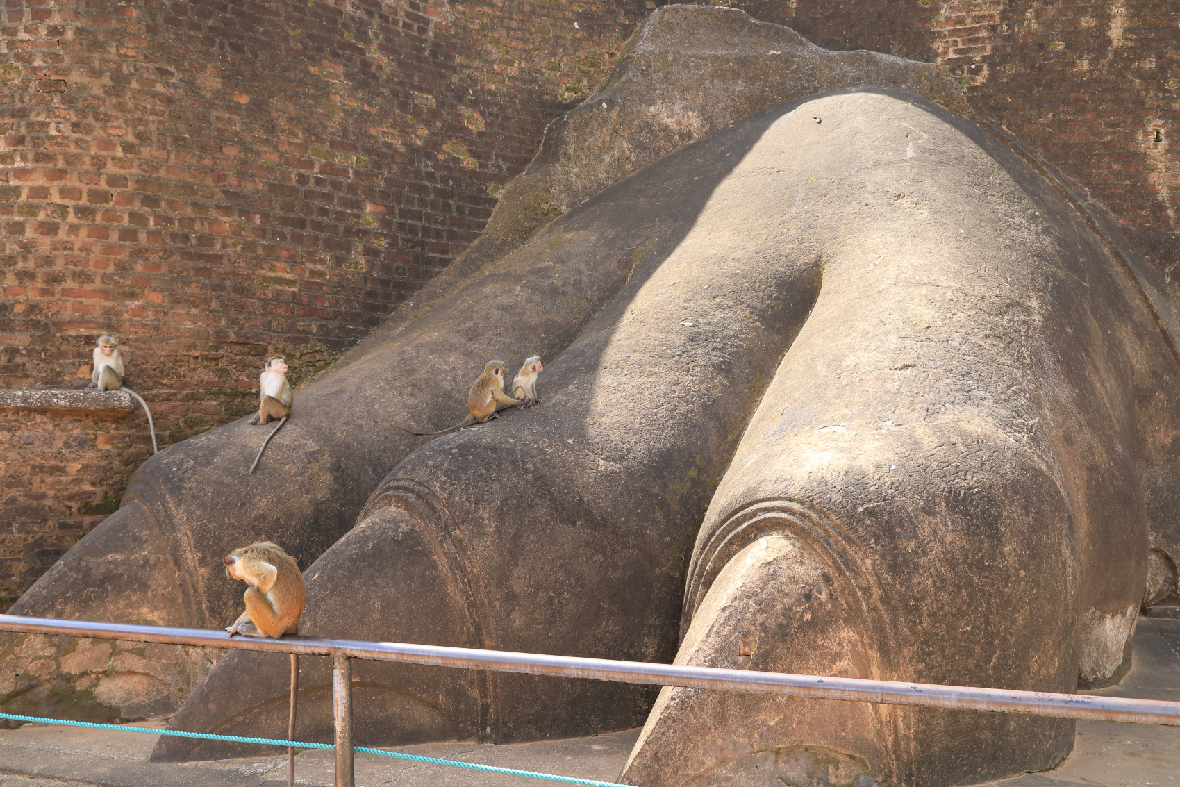 Экотрип на Шри-Ланку (40/86)