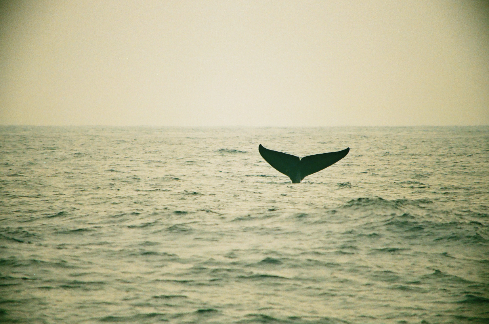 Экотрип на Шри-Ланку (51/86)