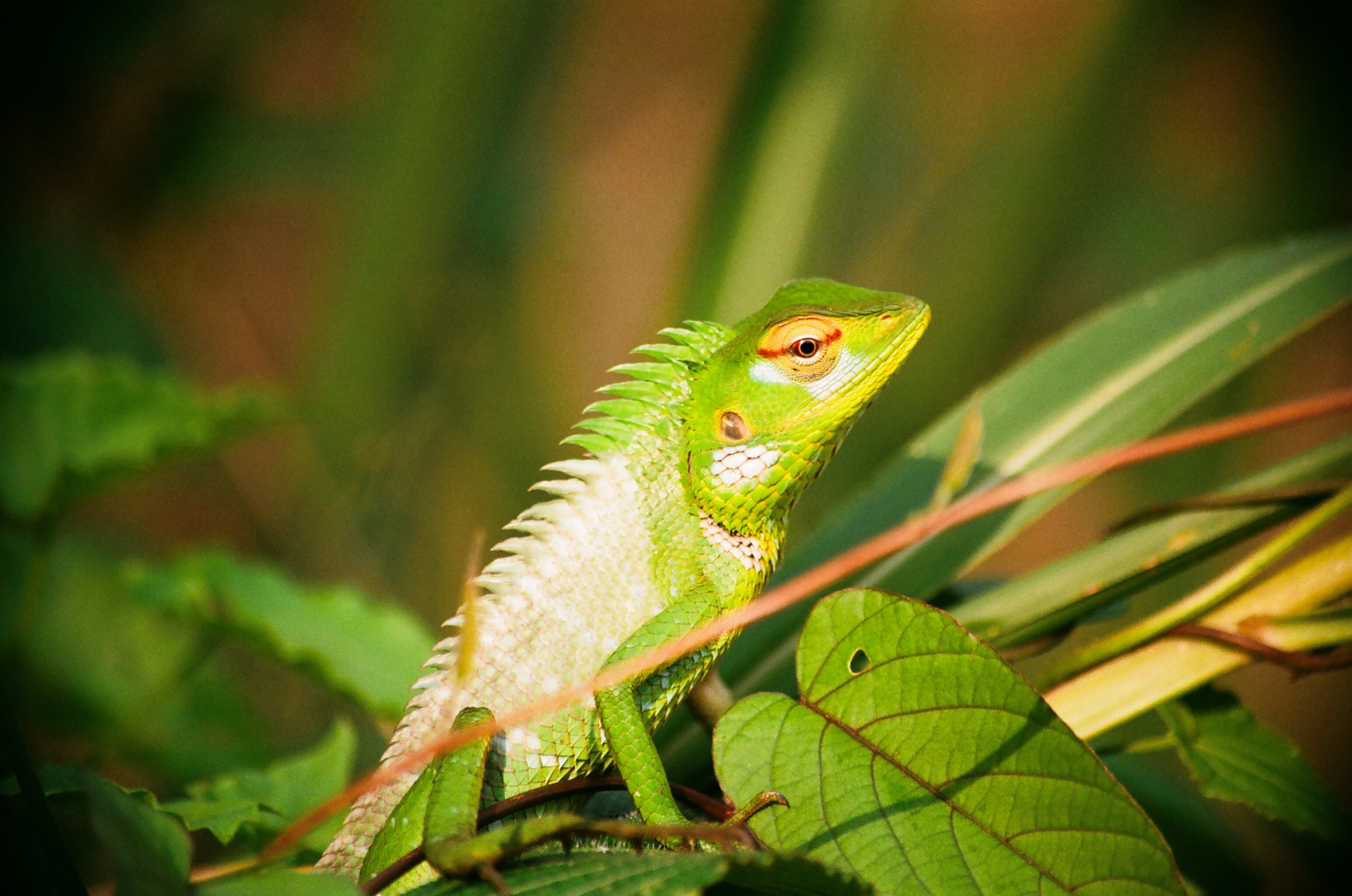 Экотрип на Шри-Ланку (2/86)