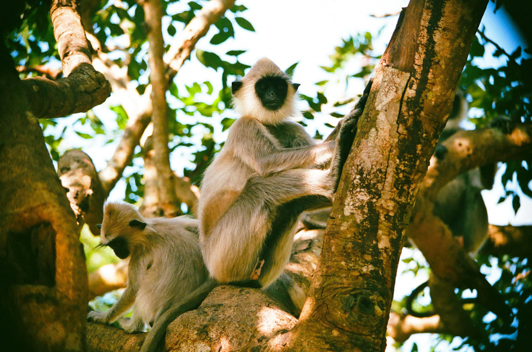 Экотрип на Шри-Ланку (4/86)