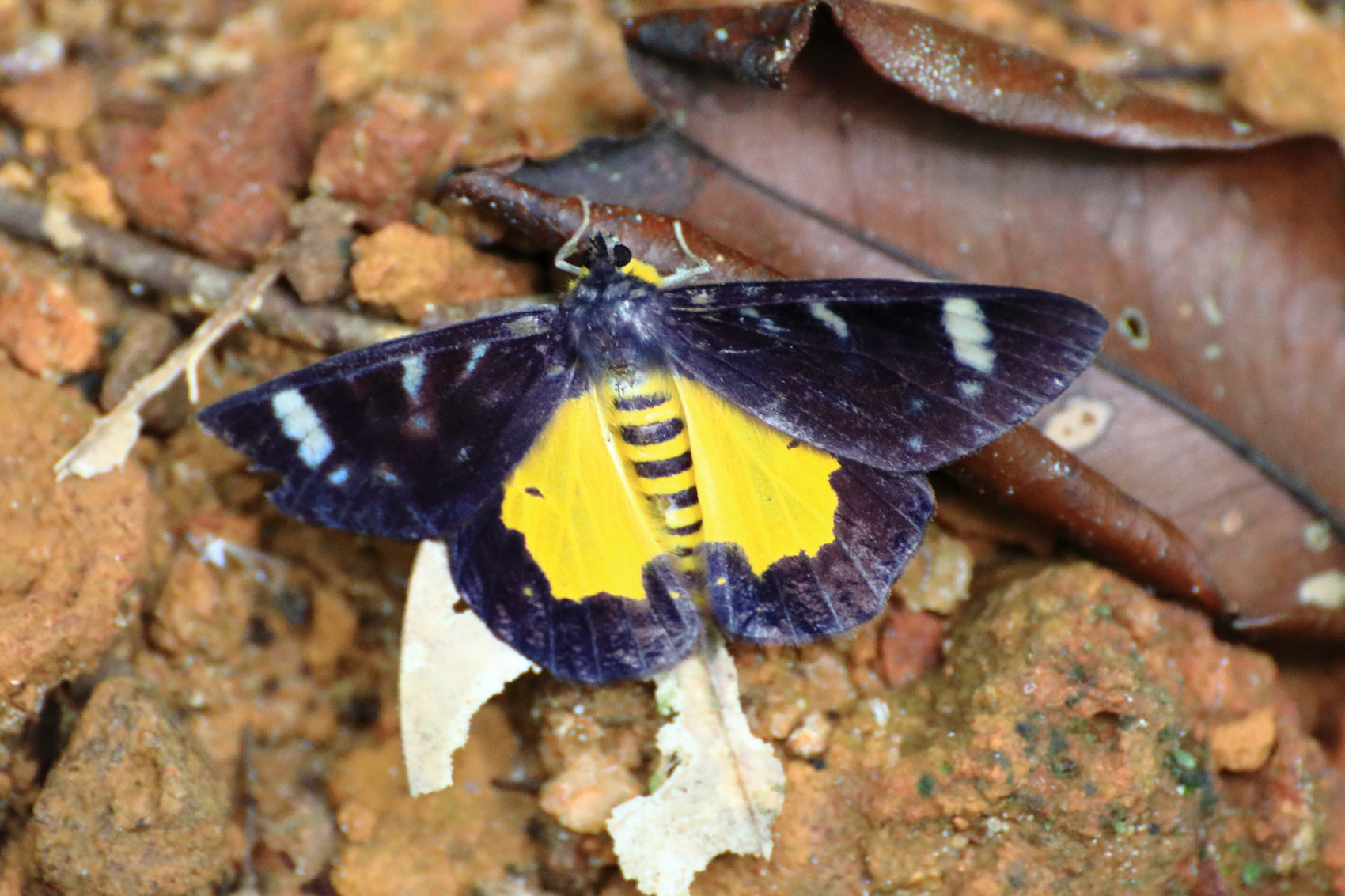 Экотрип на Шри-Ланку (34/86)