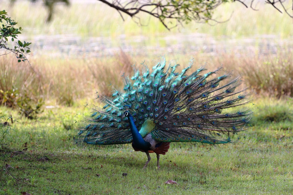 Экотрип на Шри-Ланку (25/86)
