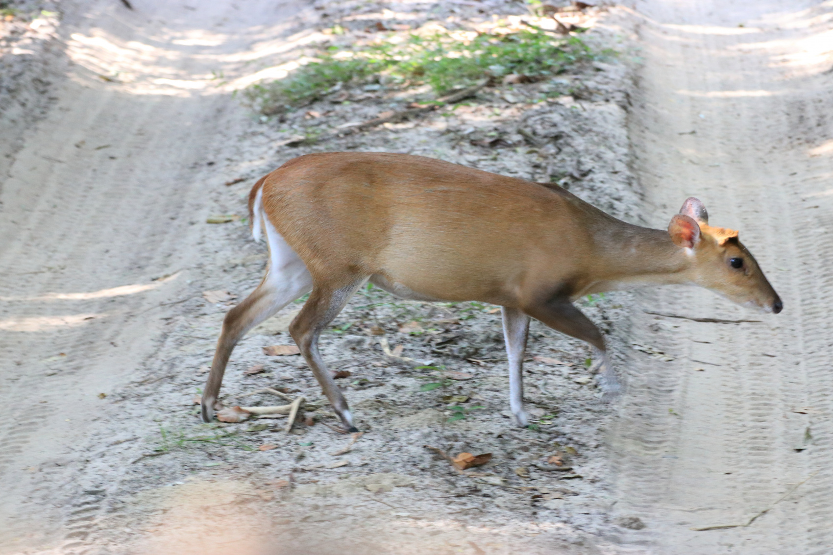 Экотрип на Шри-Ланку (11/86)