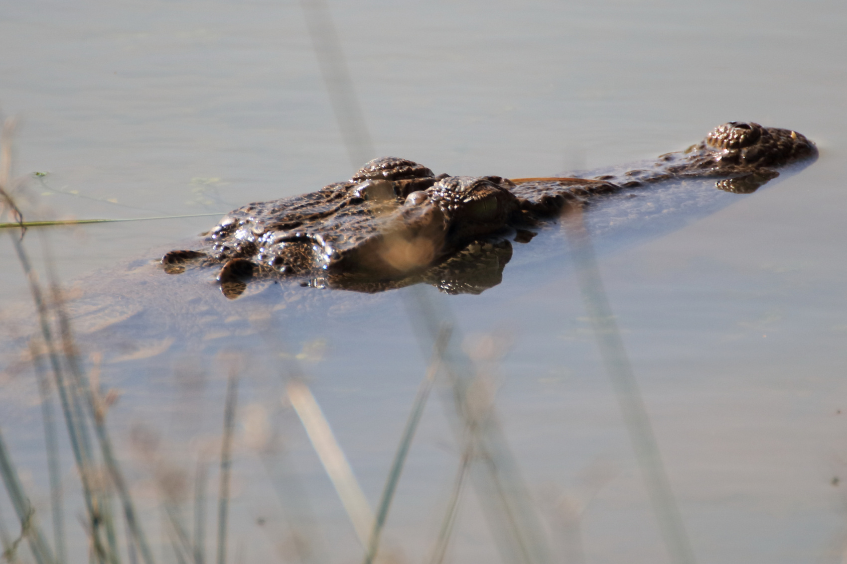 Экотрип на Шри-Ланку (16/86)