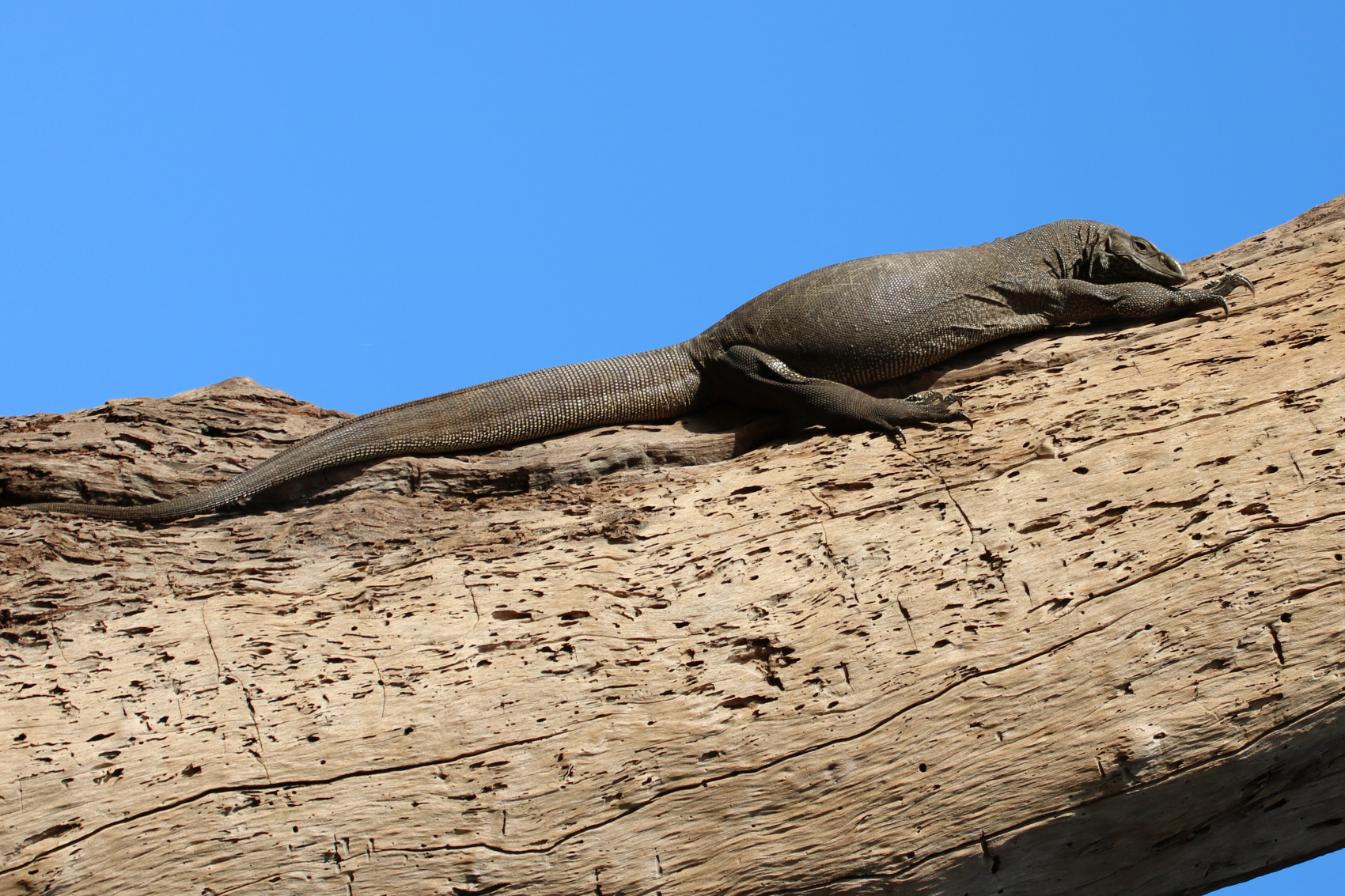 Экотрип на Шри-Ланку (27/86)