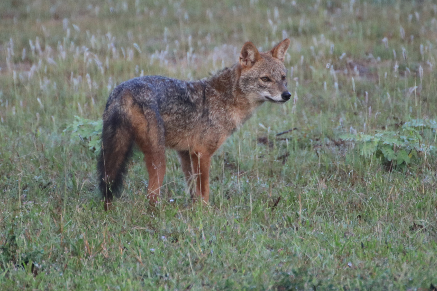 Экотрип на Шри-Ланку (14/86)