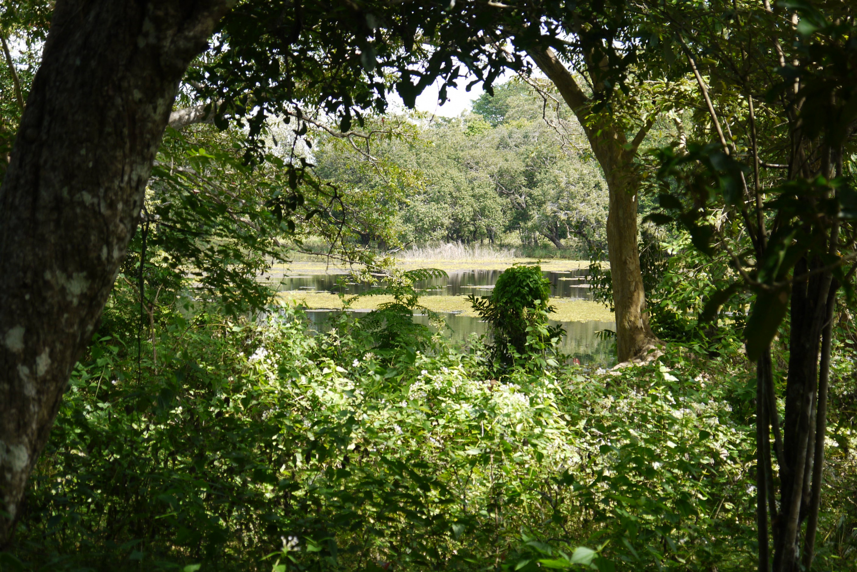 Экотрип на Шри-Ланку (26/86)