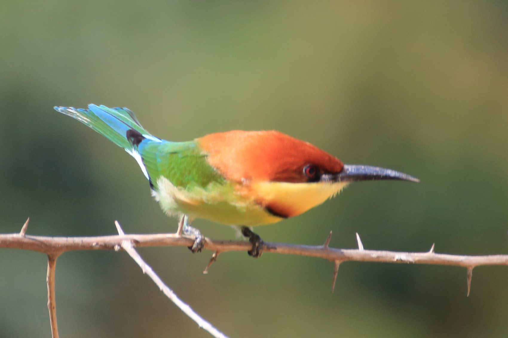 Экотрип на Шри-Ланку (23/86)