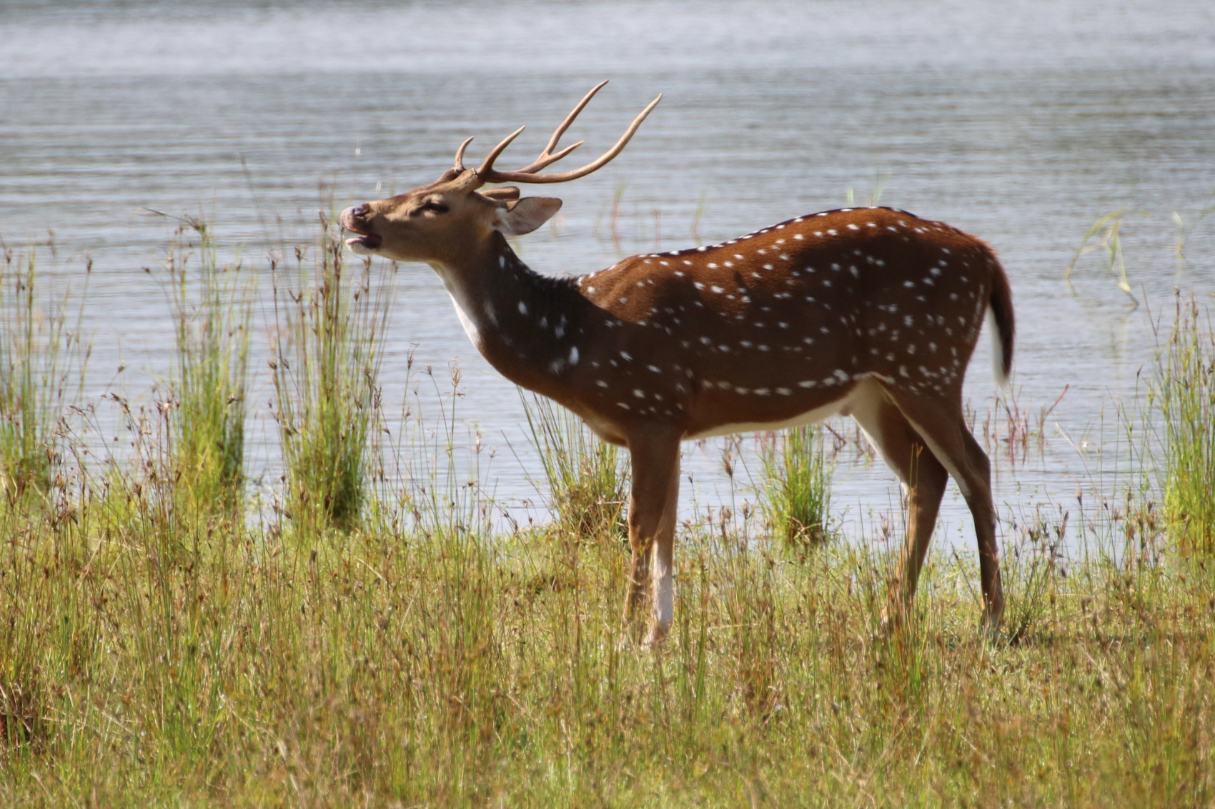 Экотрип на Шри-Ланку (10/86)