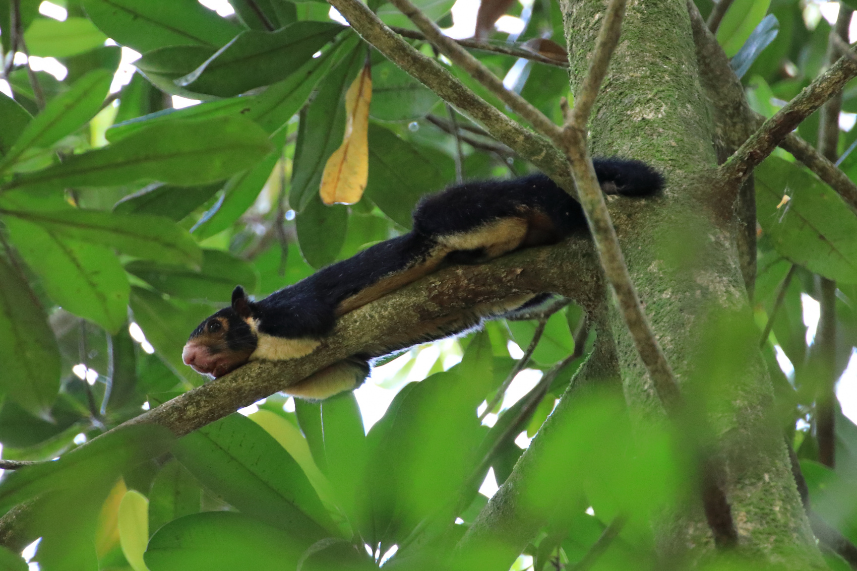Экотрип на Шри-Ланку (32/86)
