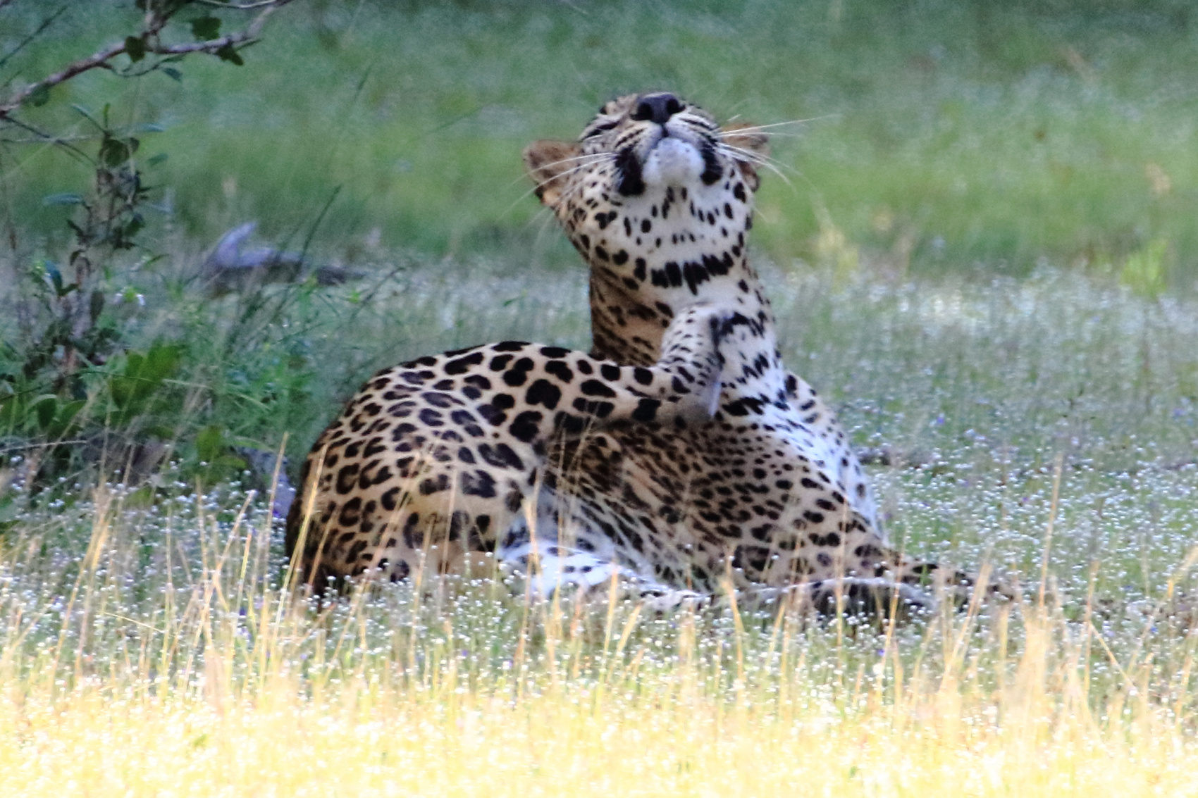 Экотрип на Шри-Ланку (9/86)