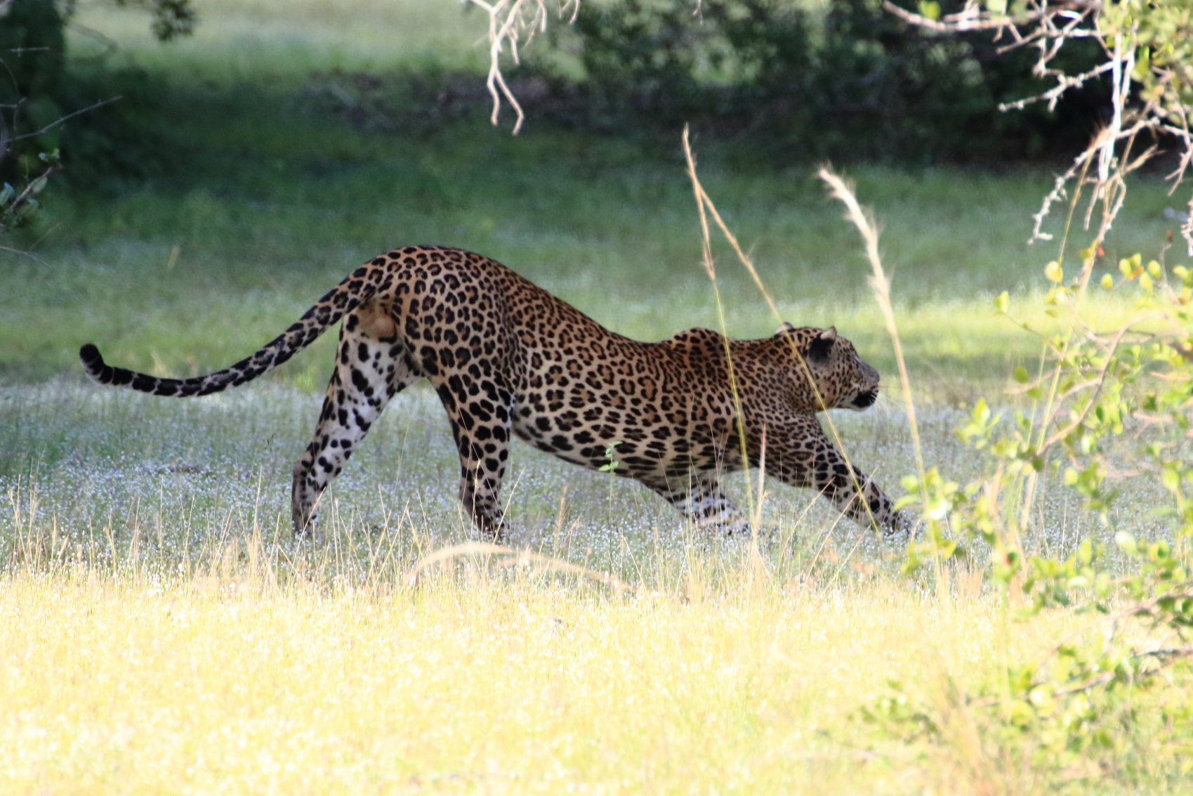 Экотрип на Шри-Ланку (22/86)