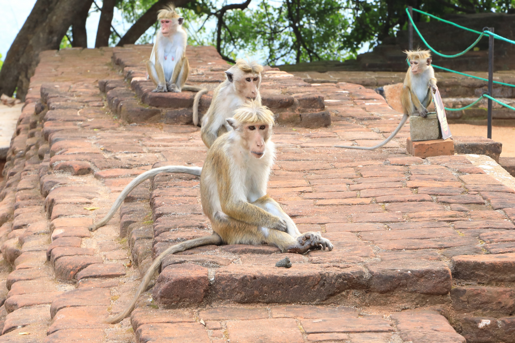 Экотрип на Шри-Ланку (37/86)
