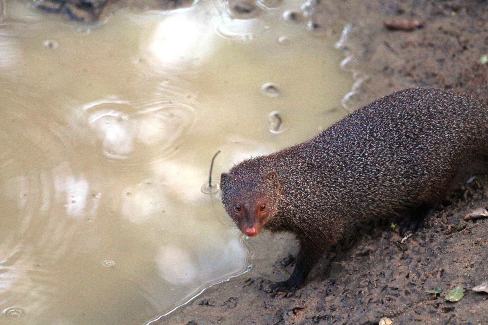 Экотрип на Шри-Ланку (24/86)
