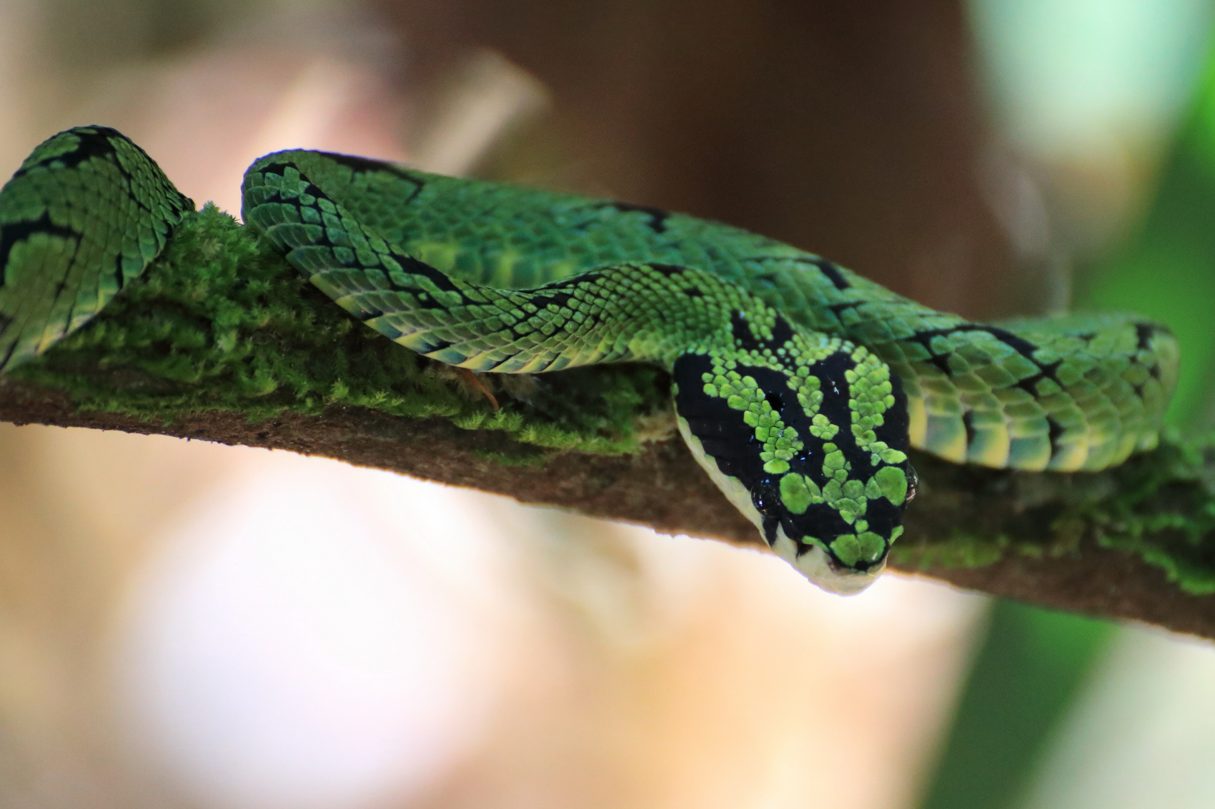 Экотрип на Шри-Ланку (30/86)