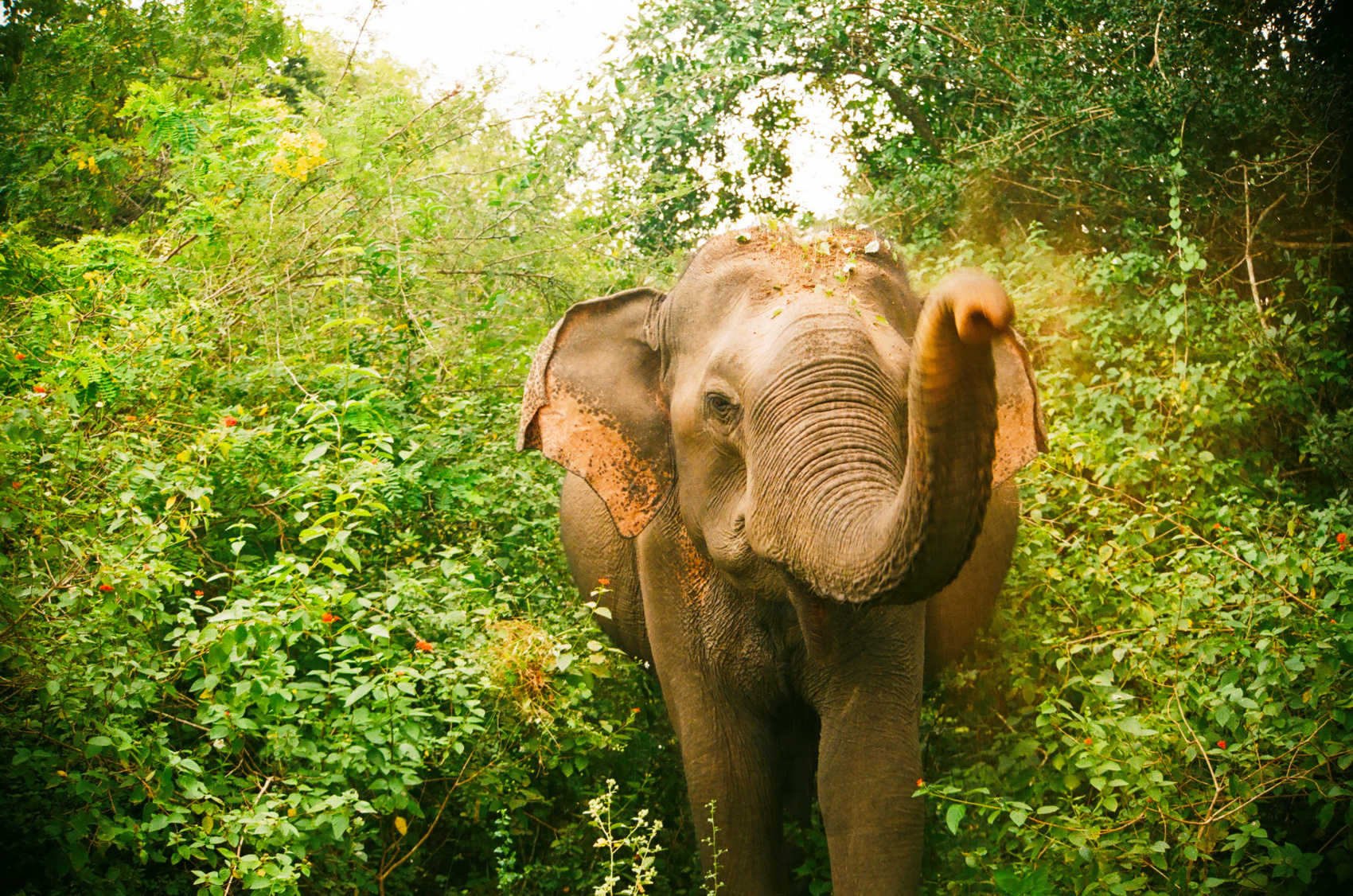 Экотрип на Шри-Ланку (3/86)