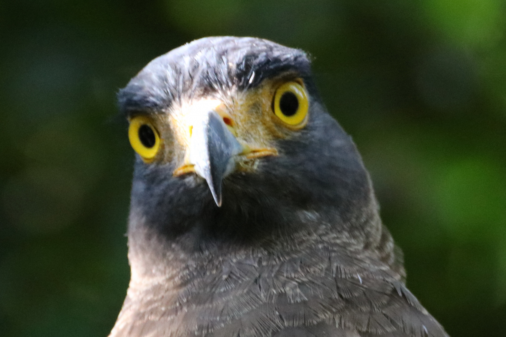 Экотрип на Шри-Ланку (7/86)