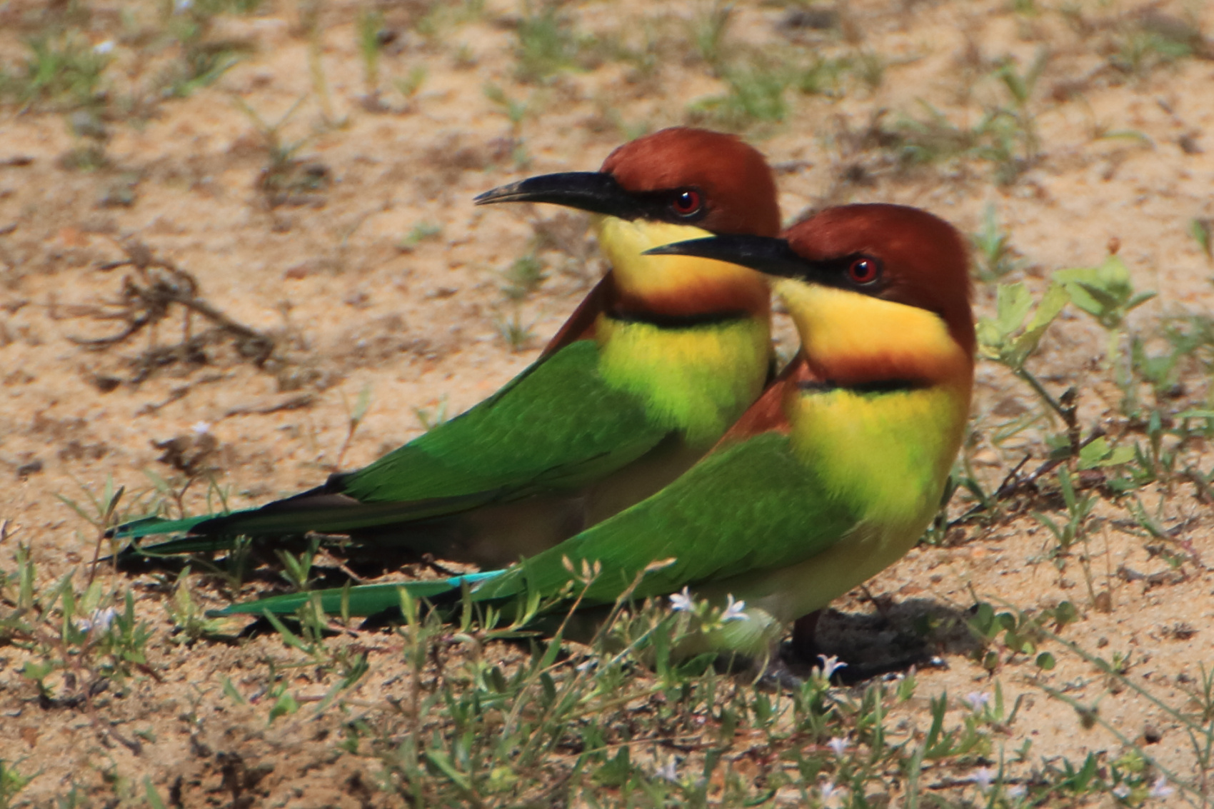 Экотрип на Шри-Ланку (8/86)
